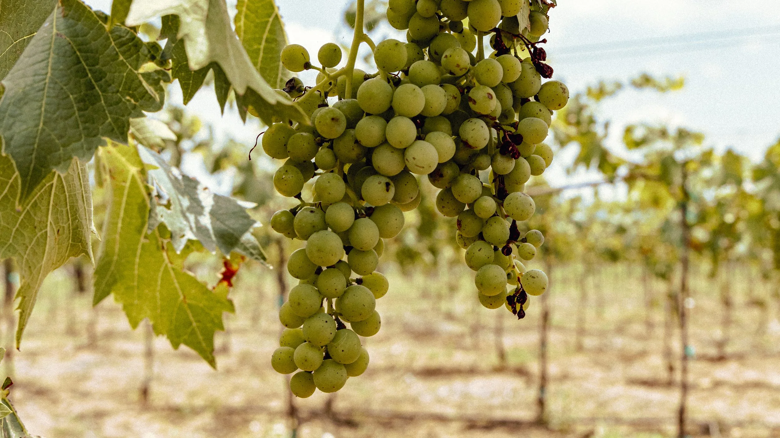 Un racimo de uvas verdes colgando de una vid, entre grandes hojas verdes, en un viñedo.