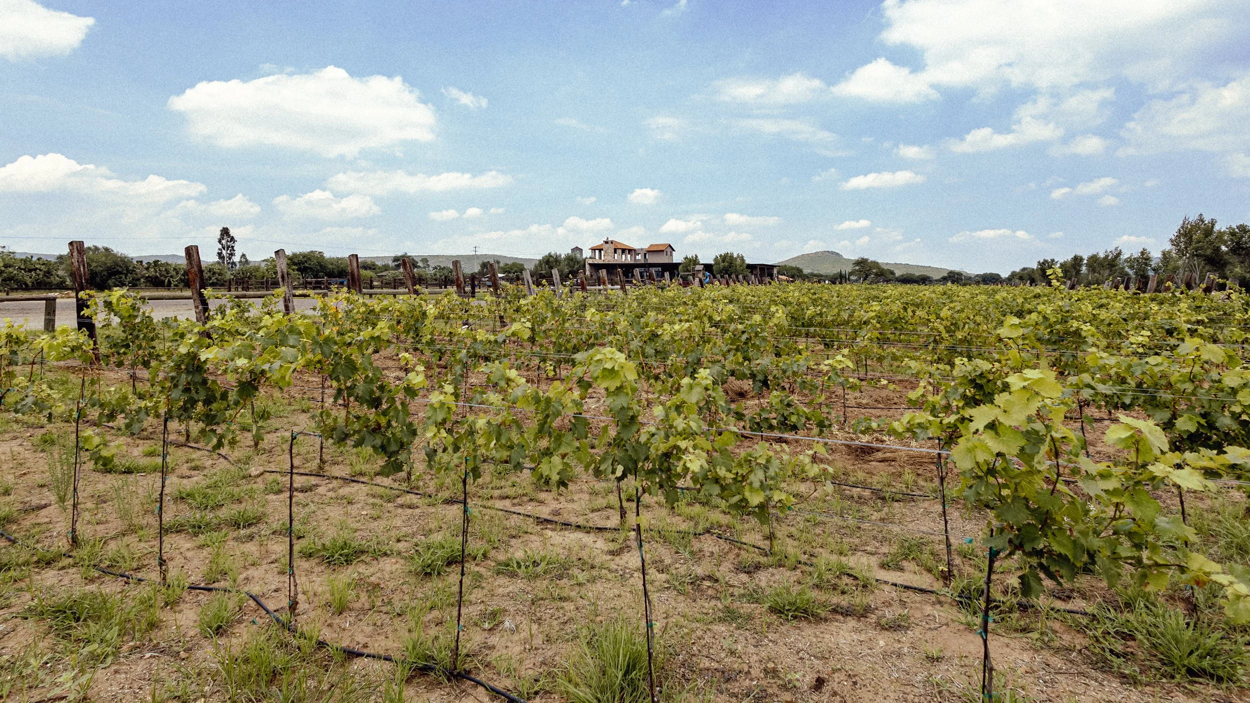 Un viñedo con hileras de vides, una casa rústica a lo lejos, un cielo azul parcialmente nublado, algunas colinas en el horizonte y unos cuantos árboles alrededor del viñedo.