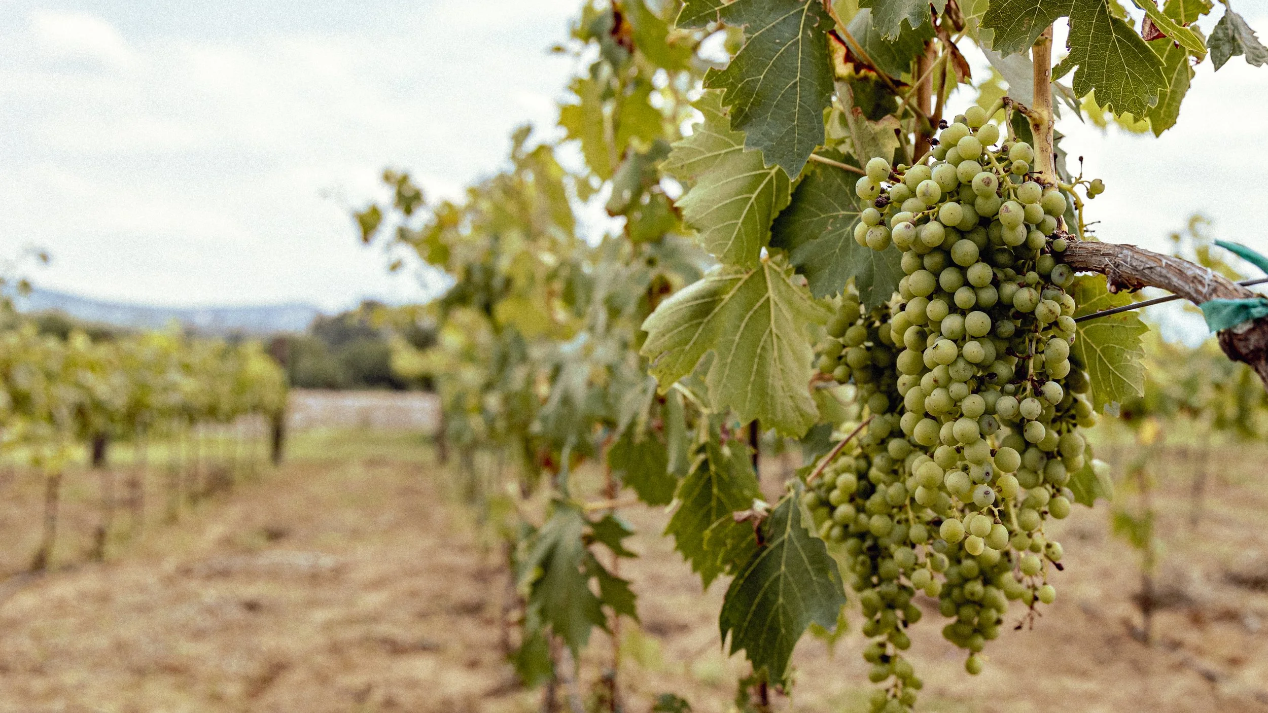 Una vid con un racimo de uvas verdes aún sin madurar, en un viñedo con hileras de vides al fondo.