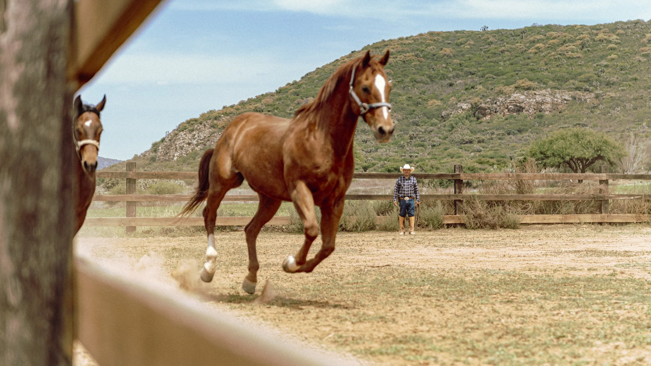 BL_MAYO_CABALLOS-49.jpg
