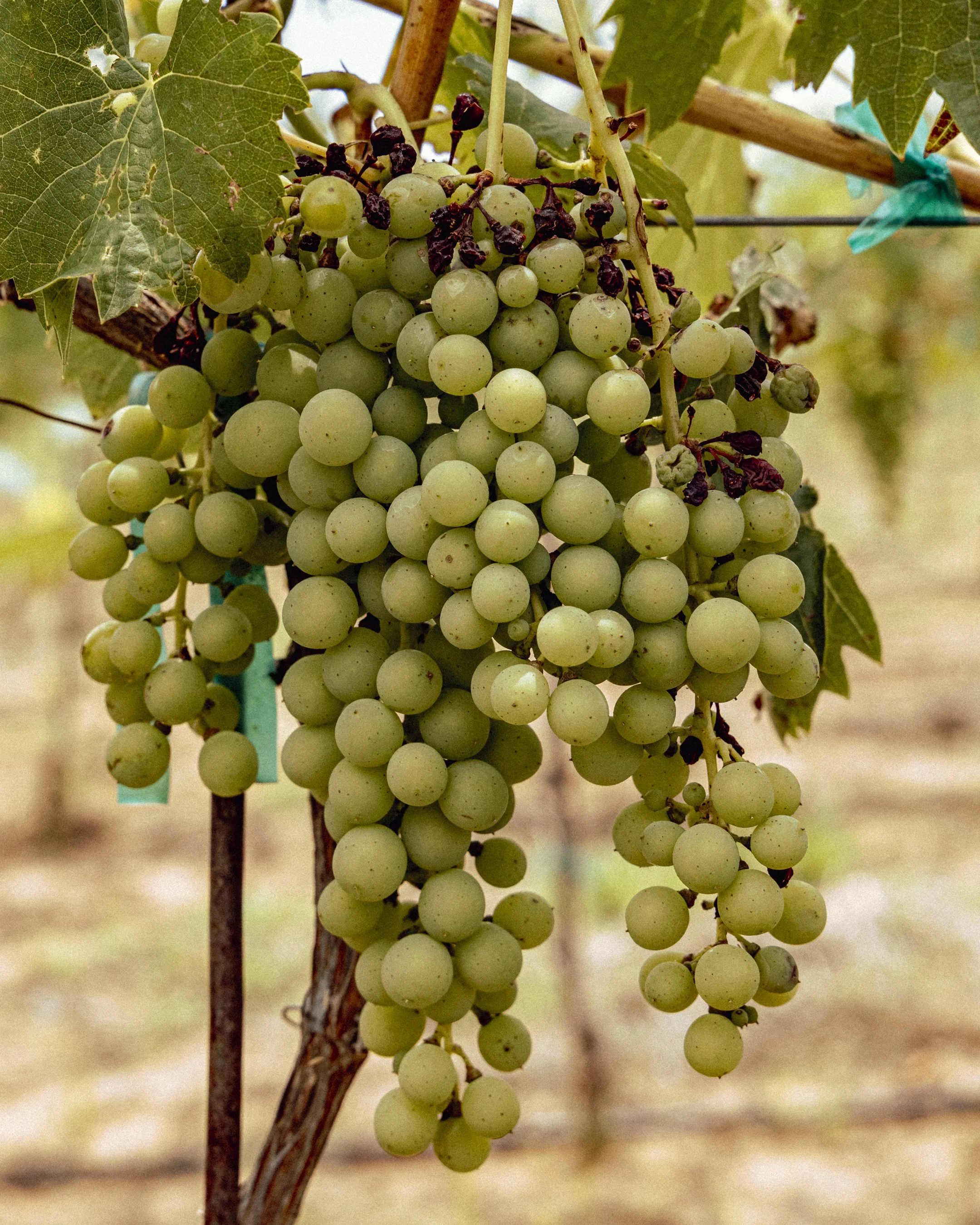 Primer plano de un racimo de uvas verdes colgando de una vid, rodeado de grandes hojas verdes.