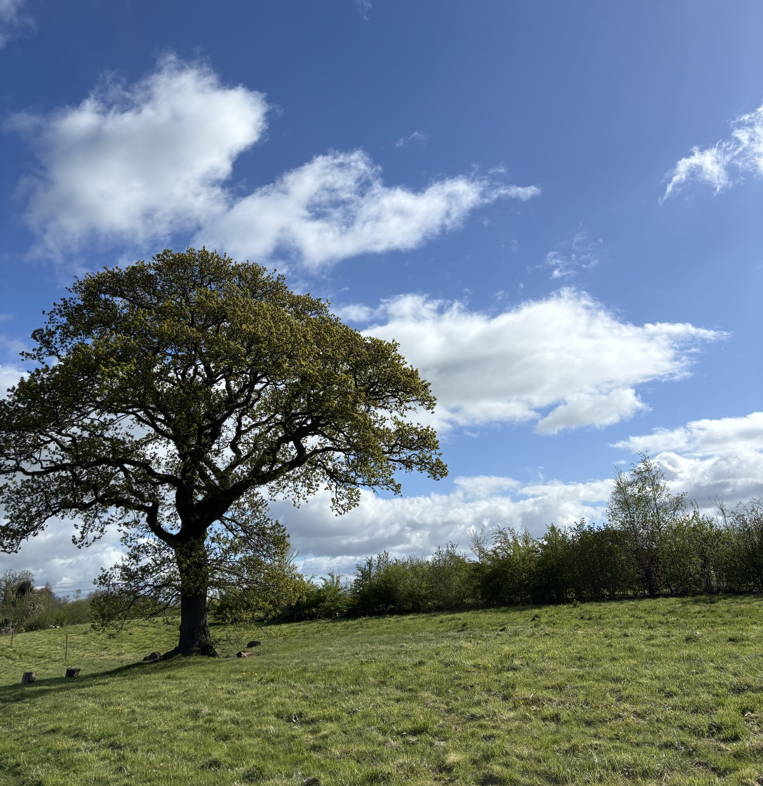 A large leafy tree standing in a grassy field under a bright blue sky with scattered white clouds.