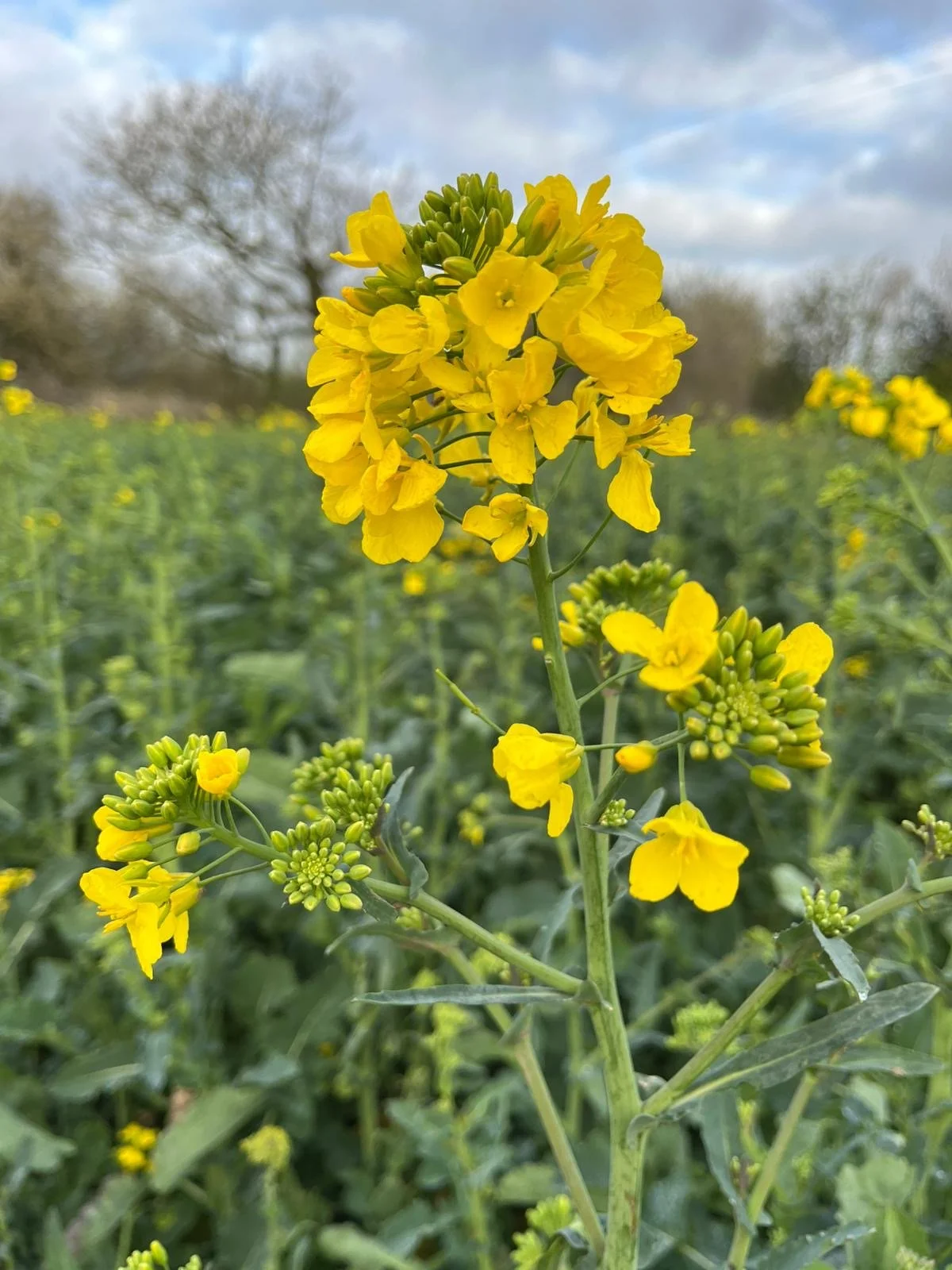 Close-up of a yellow flowering plant in a field, with blurred greenery and trees in the background.