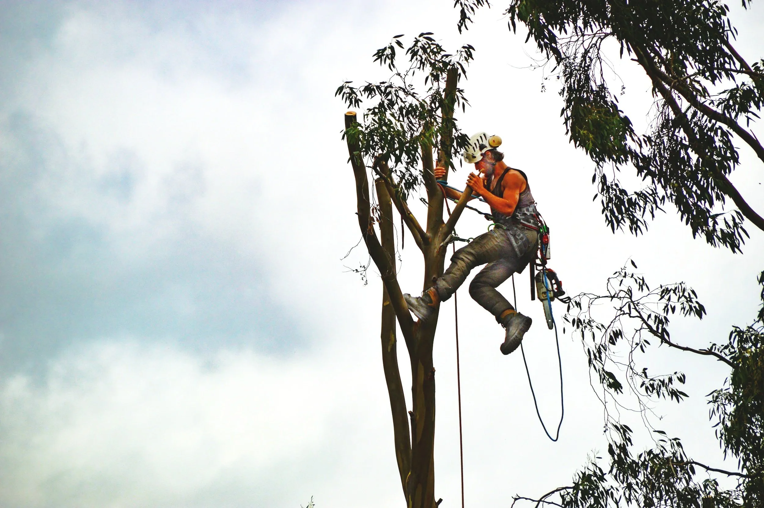 A tree worker wearing safety gear, including a helmet and harness, is trimming a tall tree from an elevated platform or bucket against a cloudy sky.