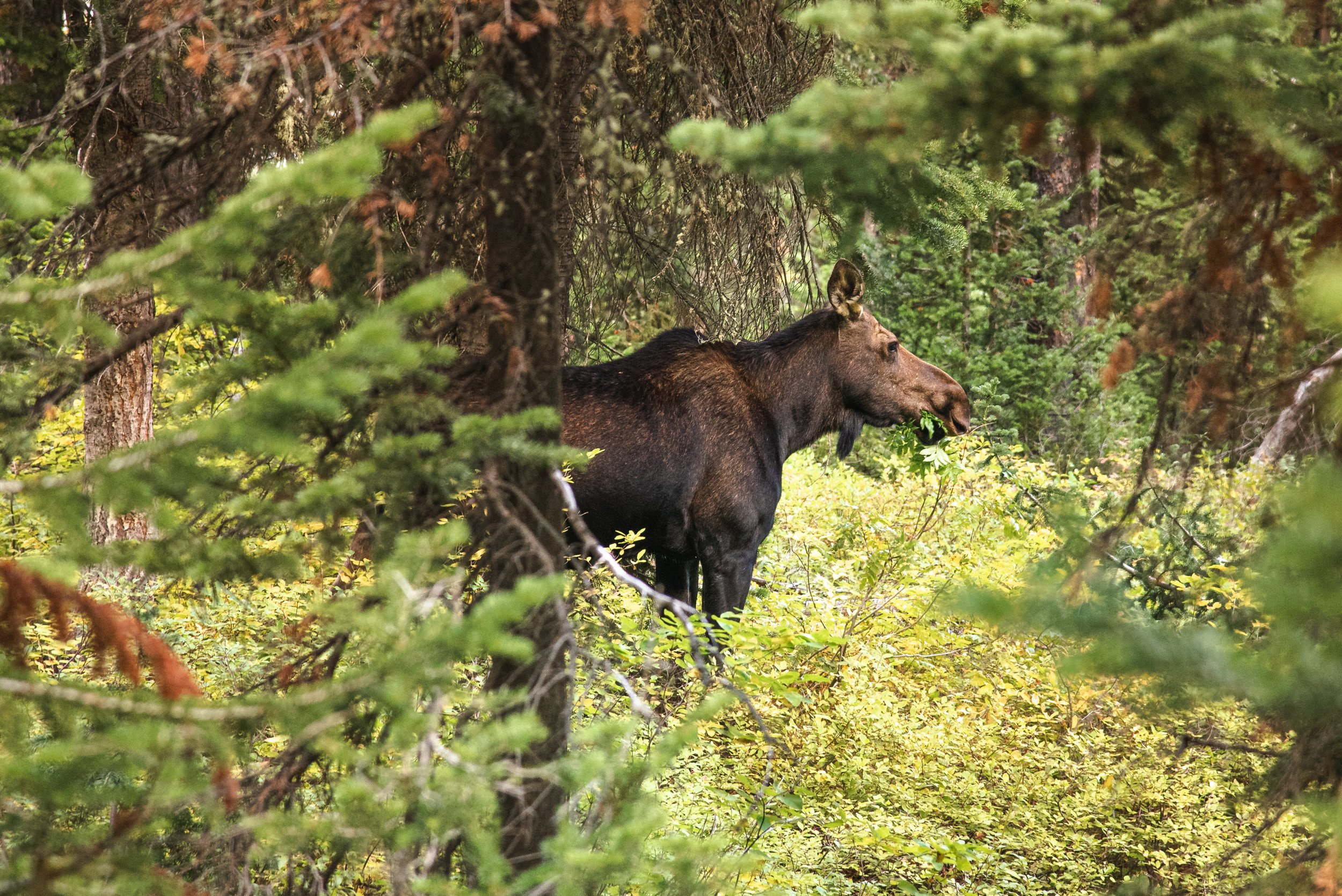 Cow Moose in Paintbrush Divide