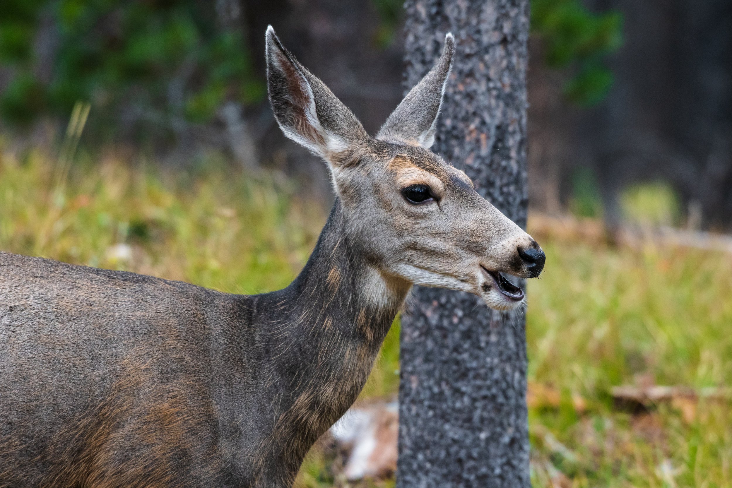 Mule Deer