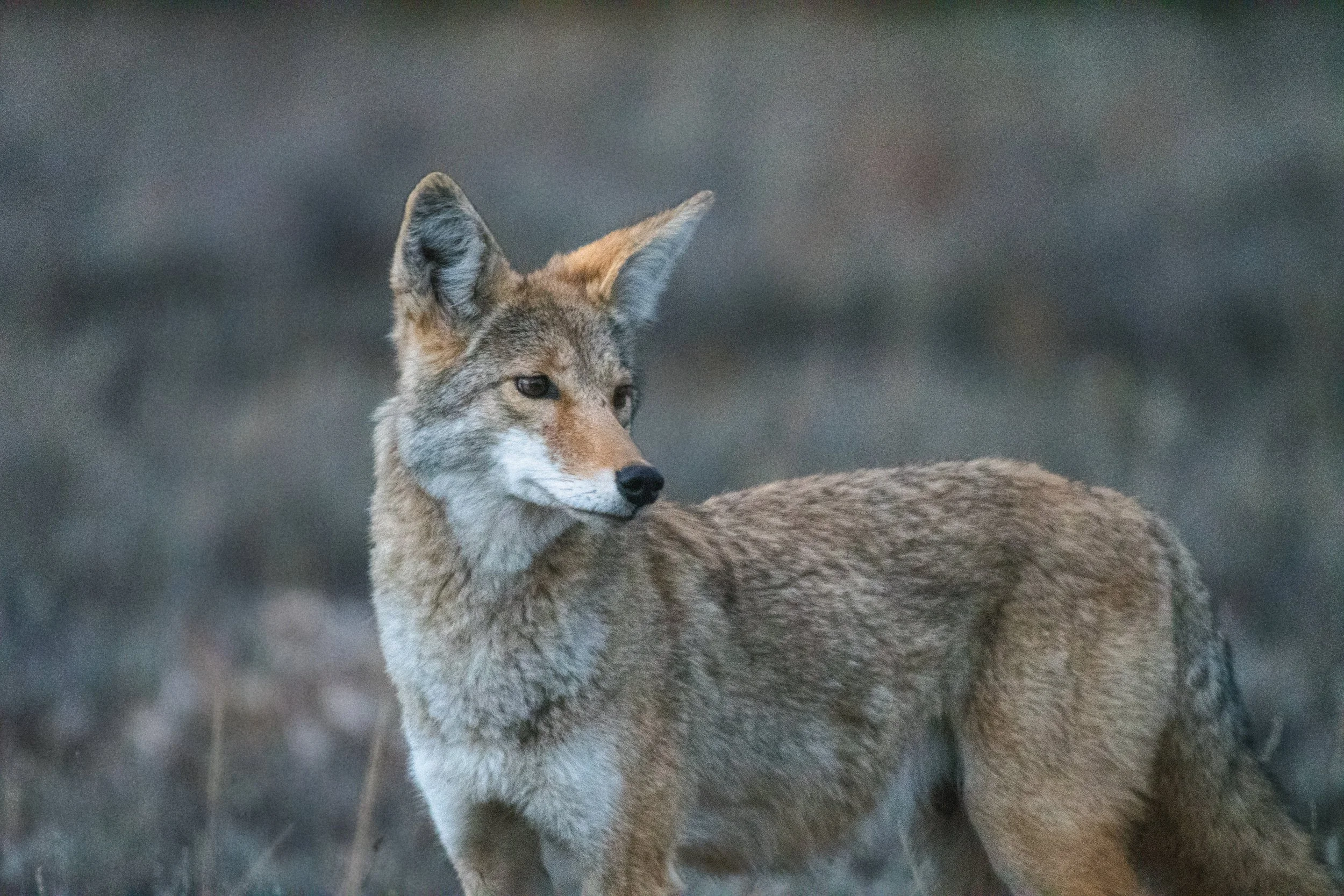 Coyote
