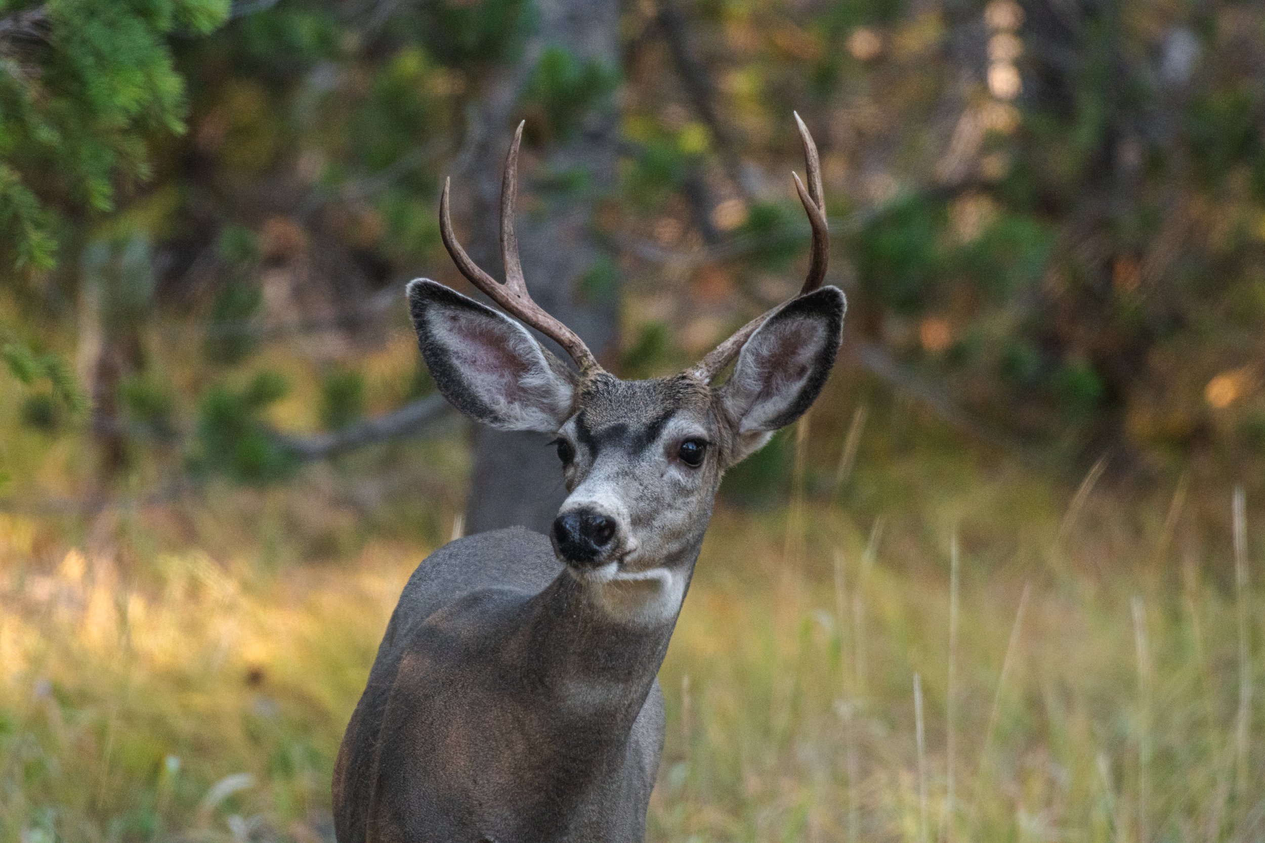 Mule Deer on Signal Mountain