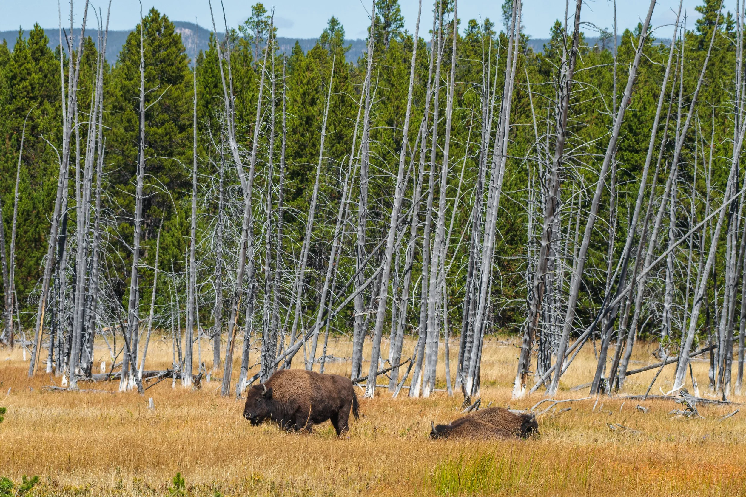 A Very Wyoming Photo