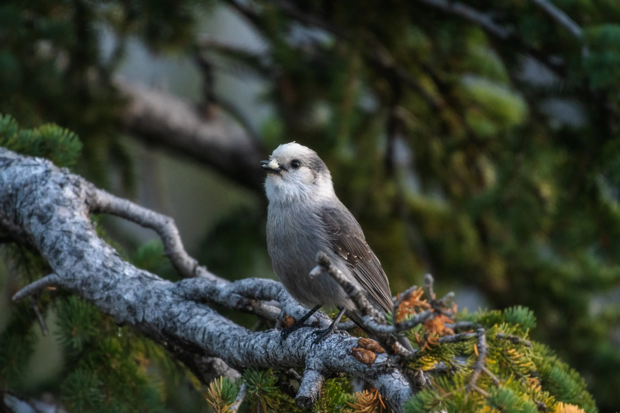 Bird