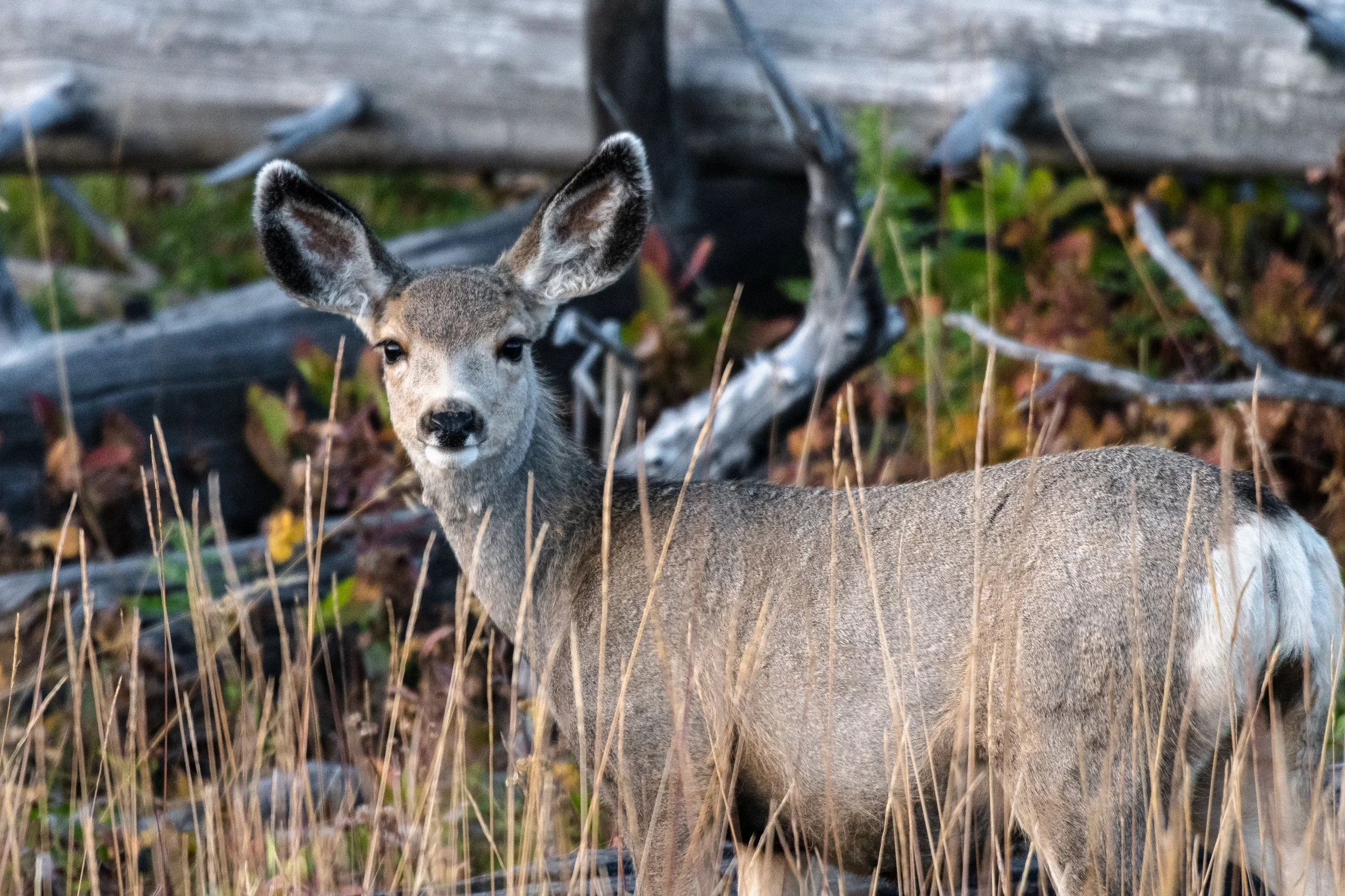 Fawn Mule Deer