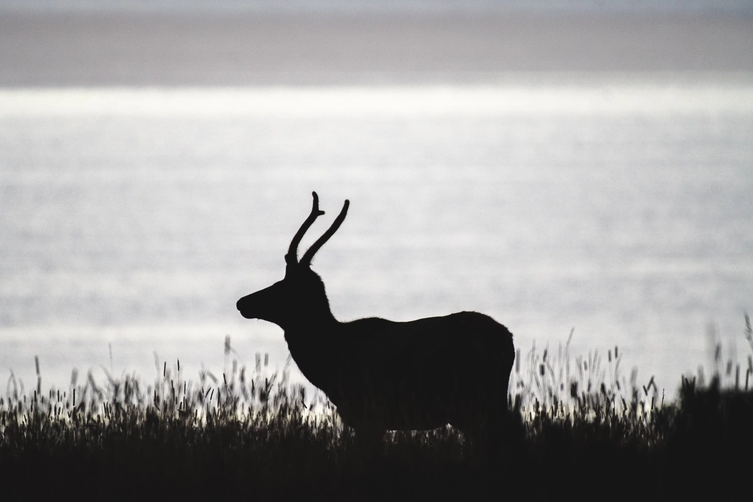 Young Bull Elk In Velvet