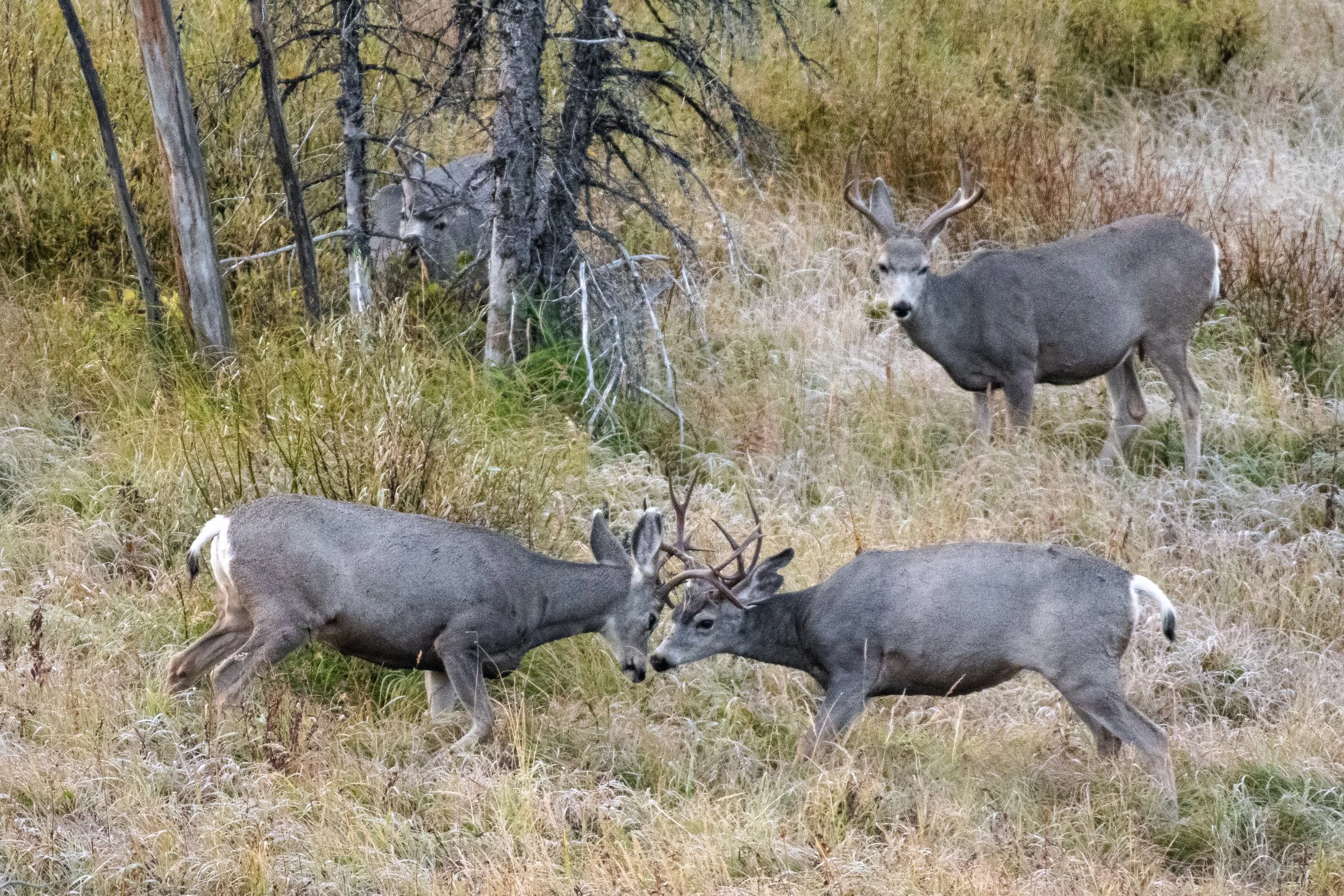 Four Mule Bucks Fighting