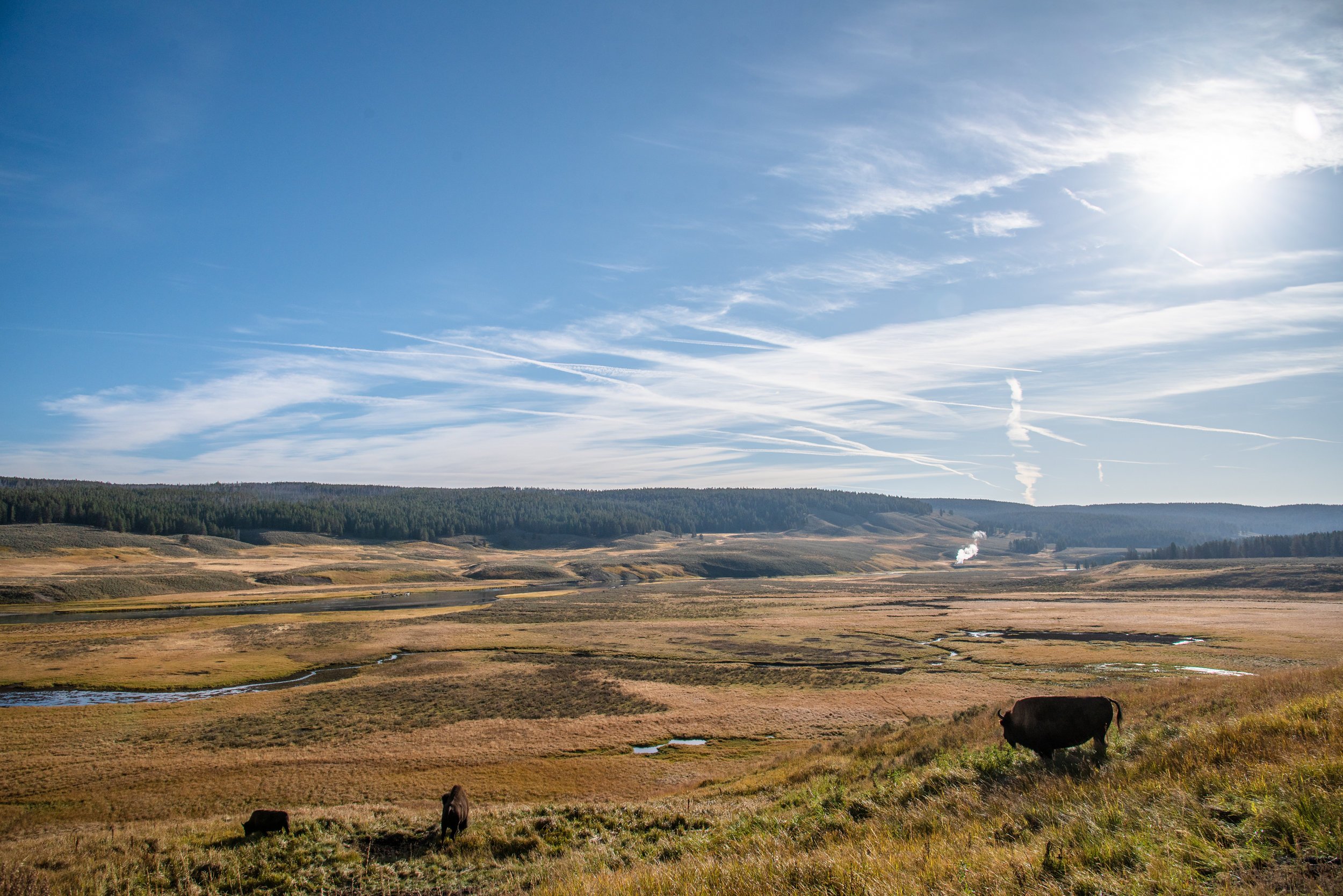 Some More Bison