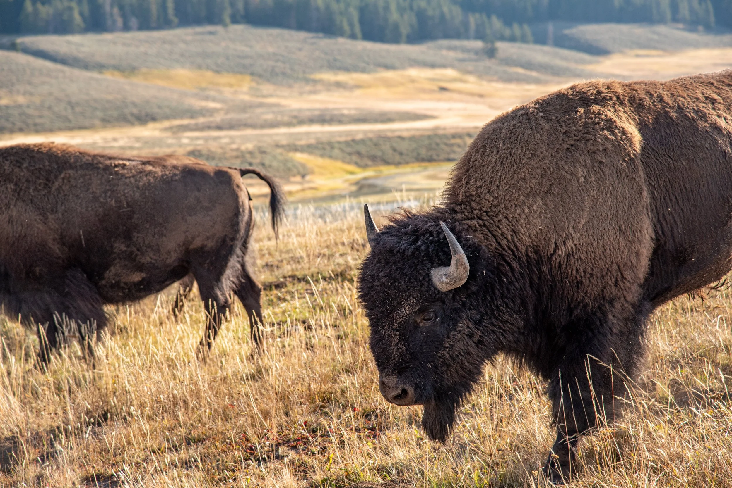 Even More Bison