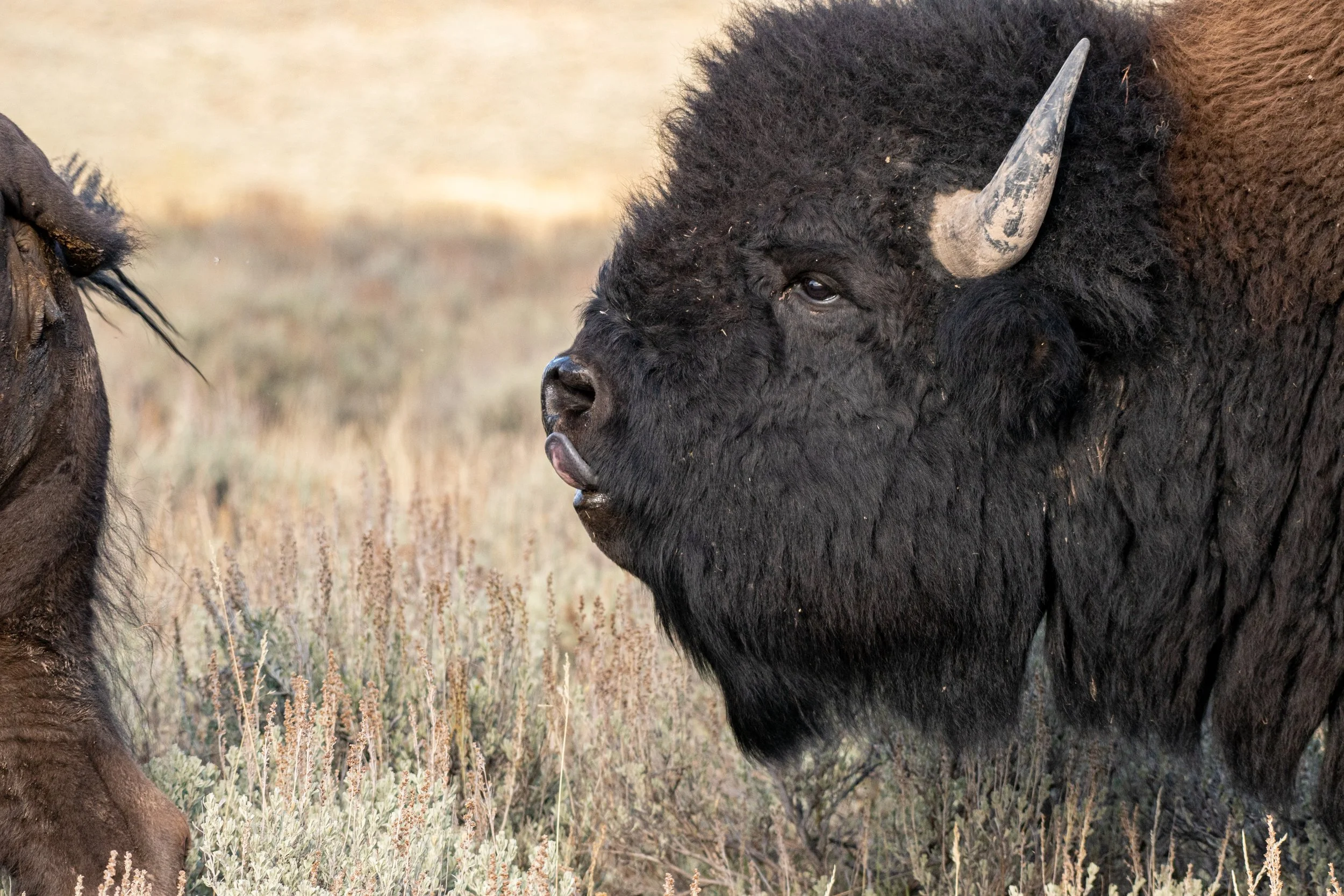 Bison Wants To Lick A Butt