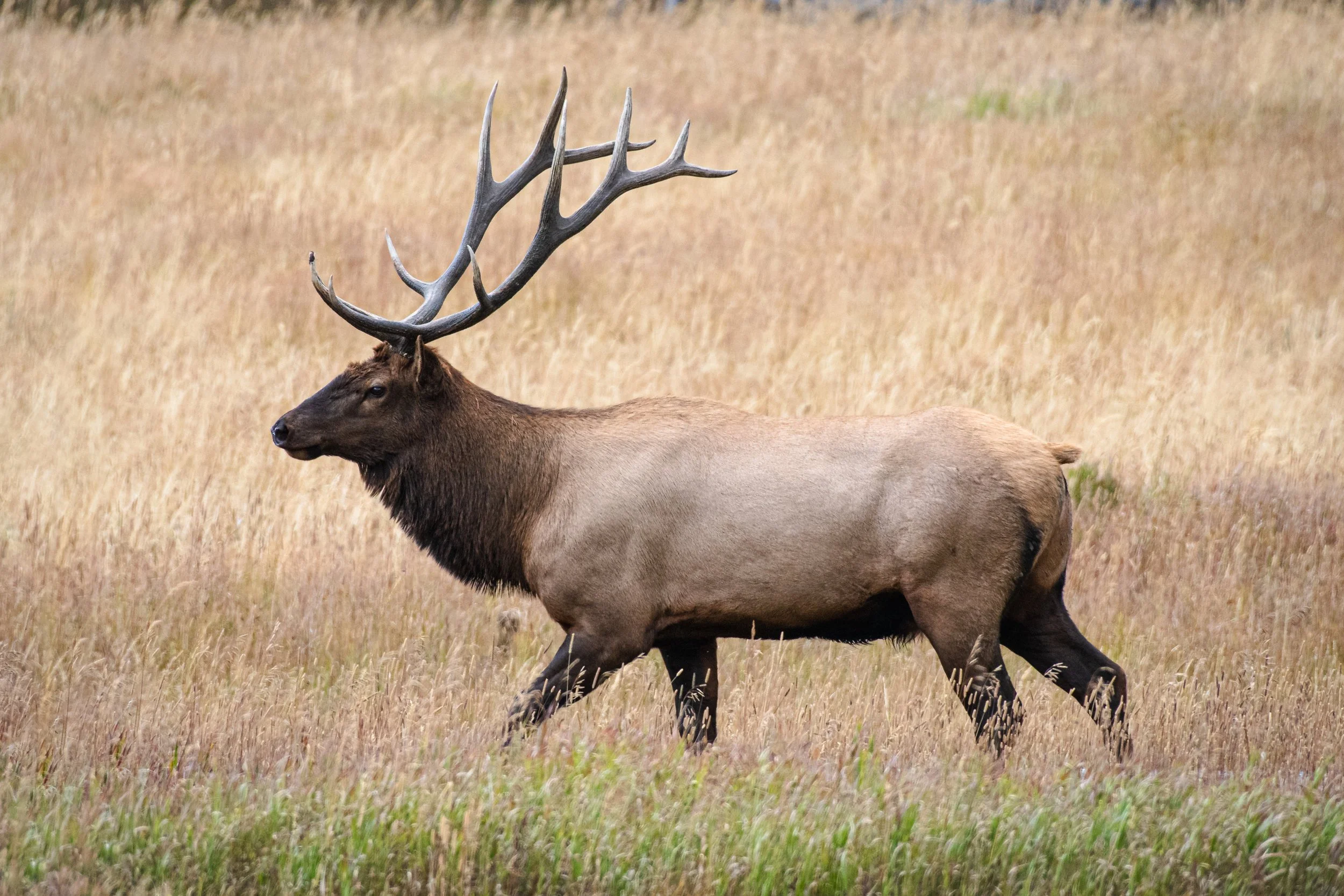 Bull Elk