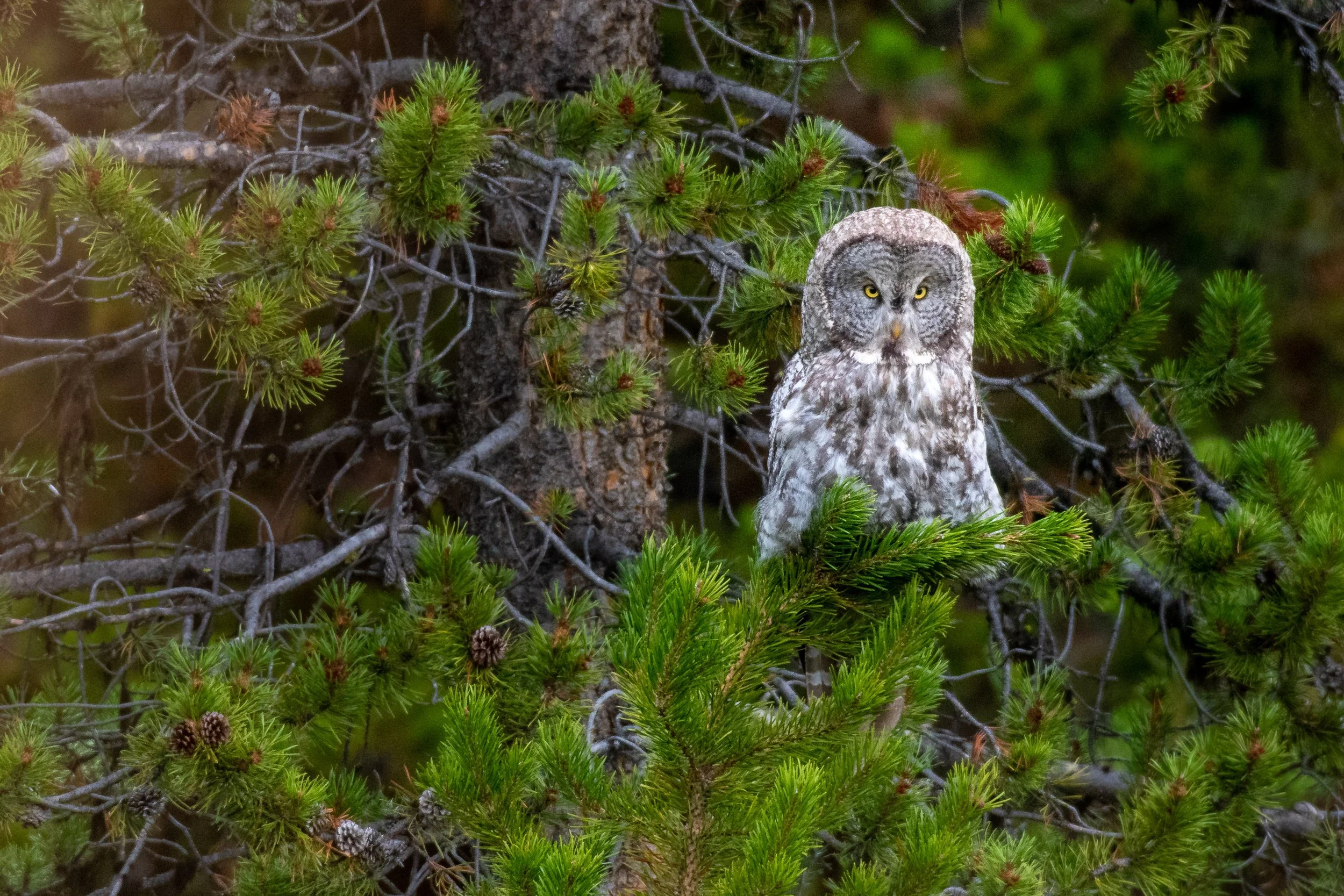 Great Grey Owl