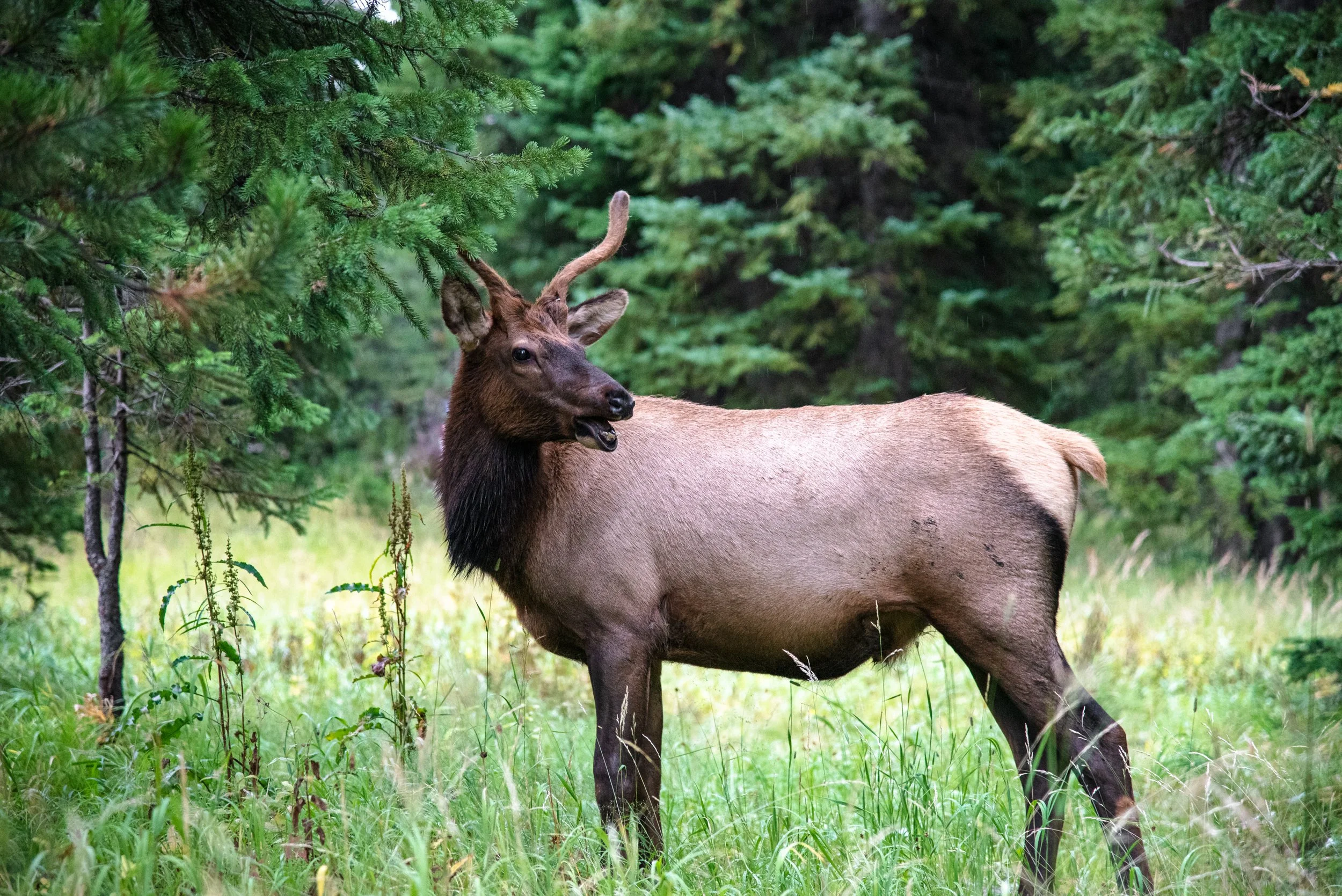 Young Bull Elk In Velvet