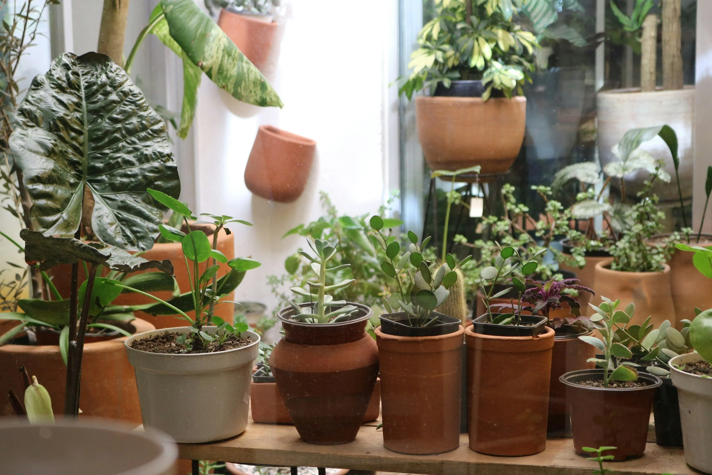 Various potted plants on a wooden shelf near a window, including succulents, leafy plants, and cacti. Multiple plants and plant pots. nursery pots, nursery plants. cozy indoor tropical house plants that are rare inexpensive