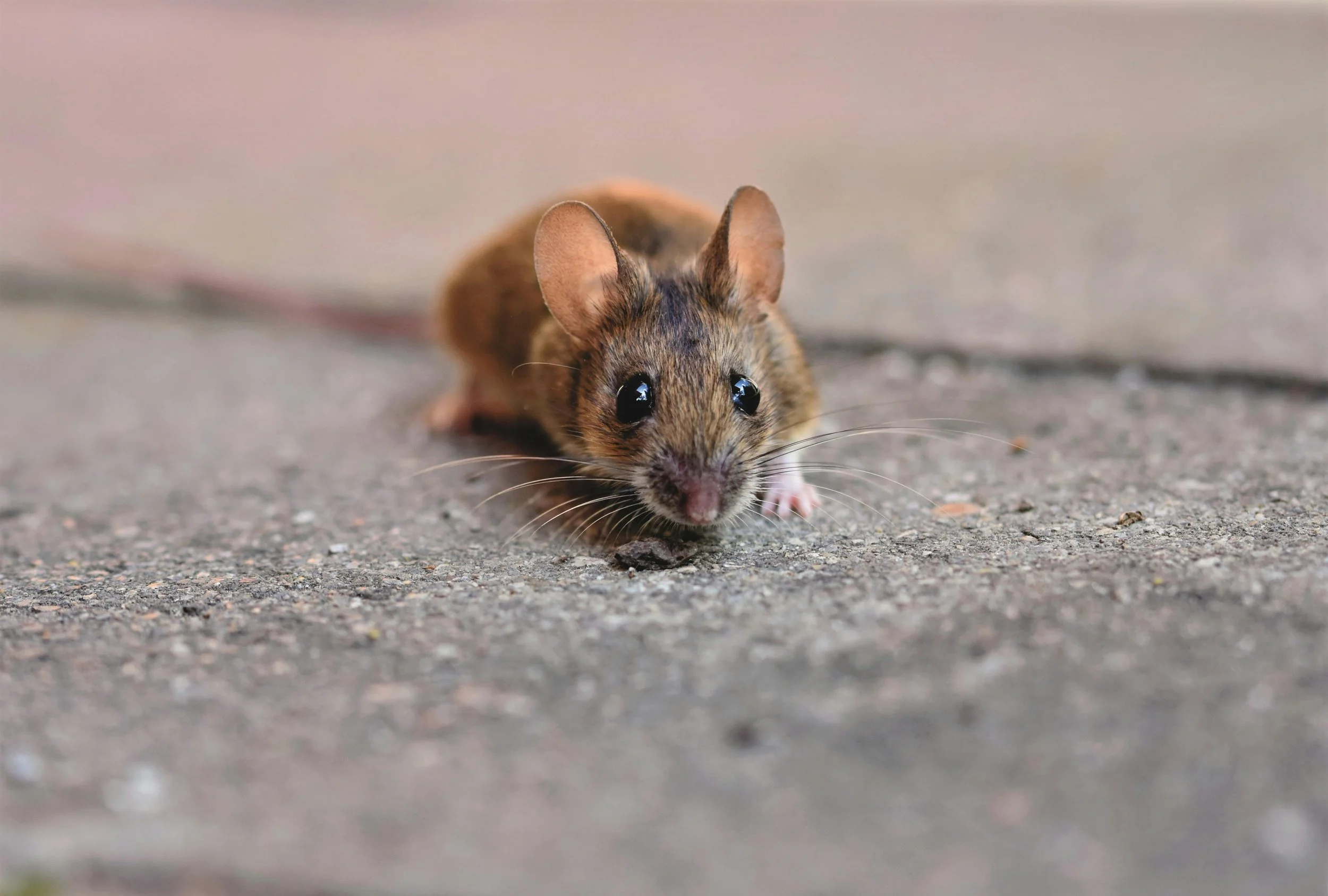 Close-up of a small mouse with brown fur and large black eyes on a concrete surface.