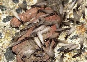 A termite hive