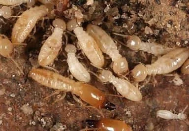 Close-up of termite worker ants on soil surface, with some termite nymphs.
