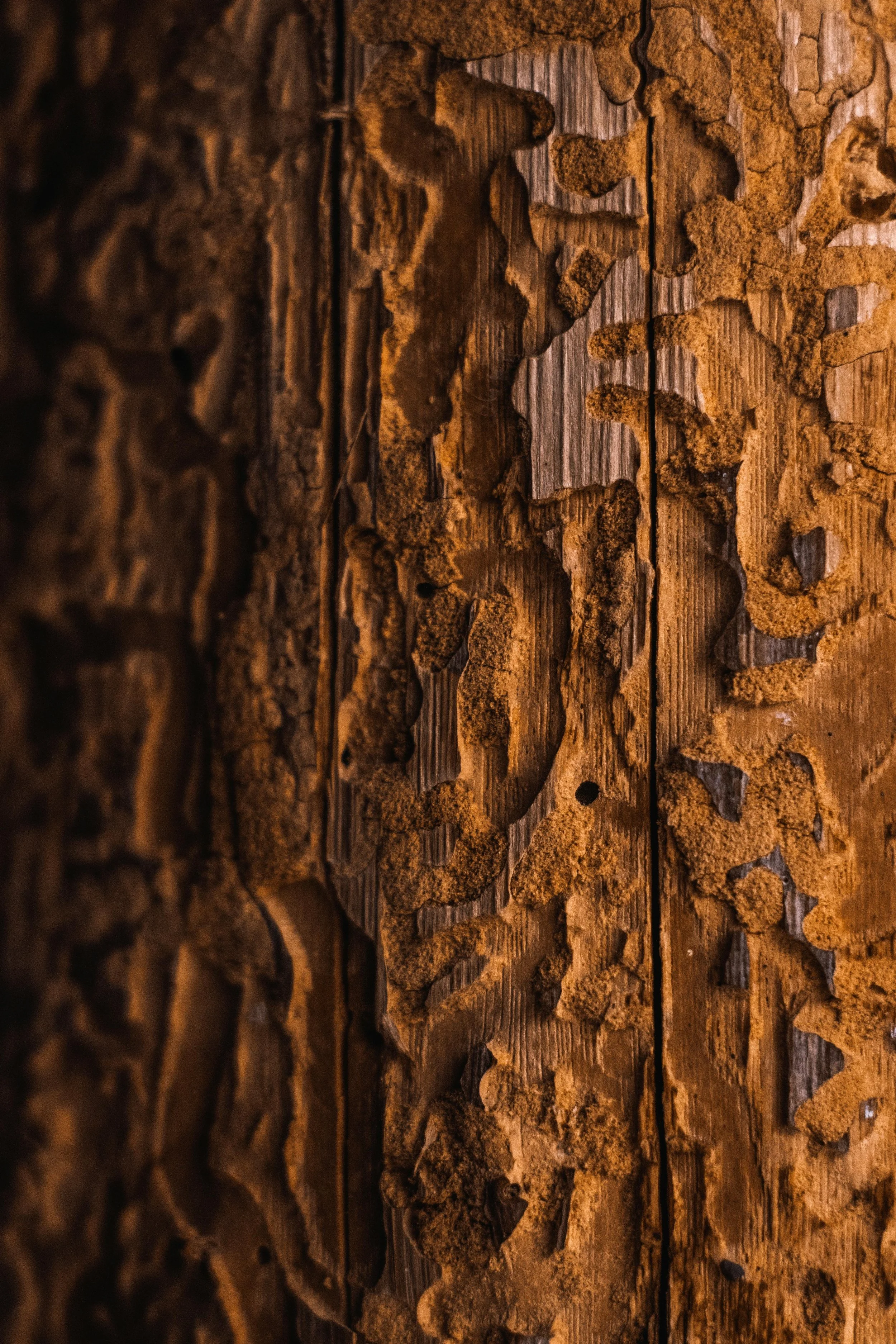 Close-up of wooden surface with signs of termite damage.