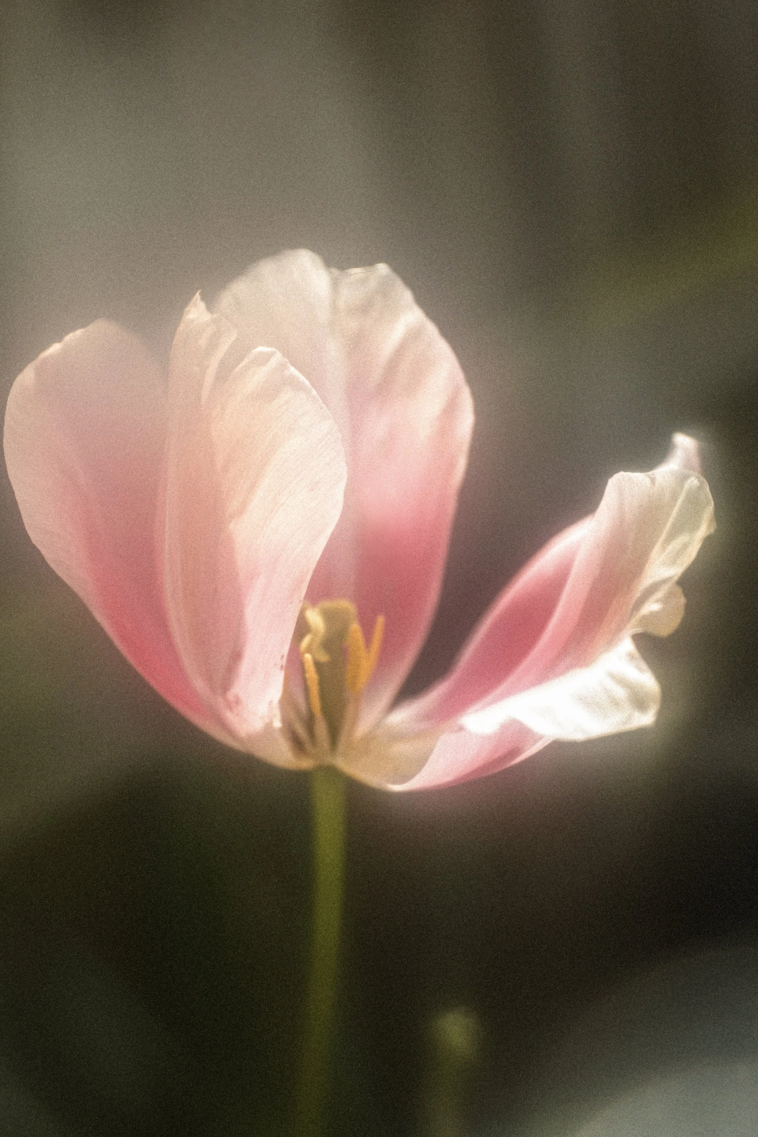 Close-up of a pink and white flower with soft focus background.