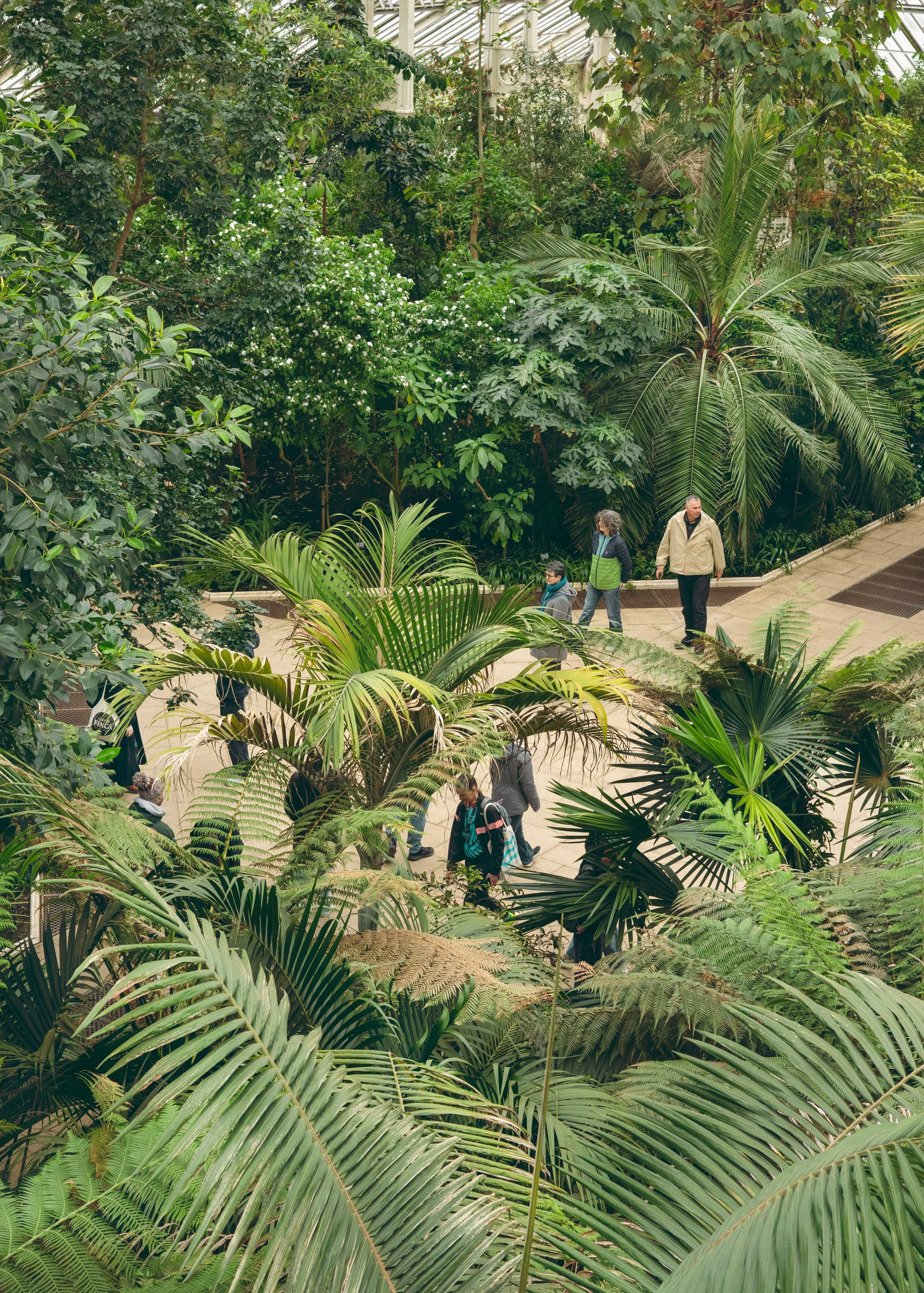 People walking through a lush indoor botanical garden with dense green tropical plants, palm trees, and ferns.