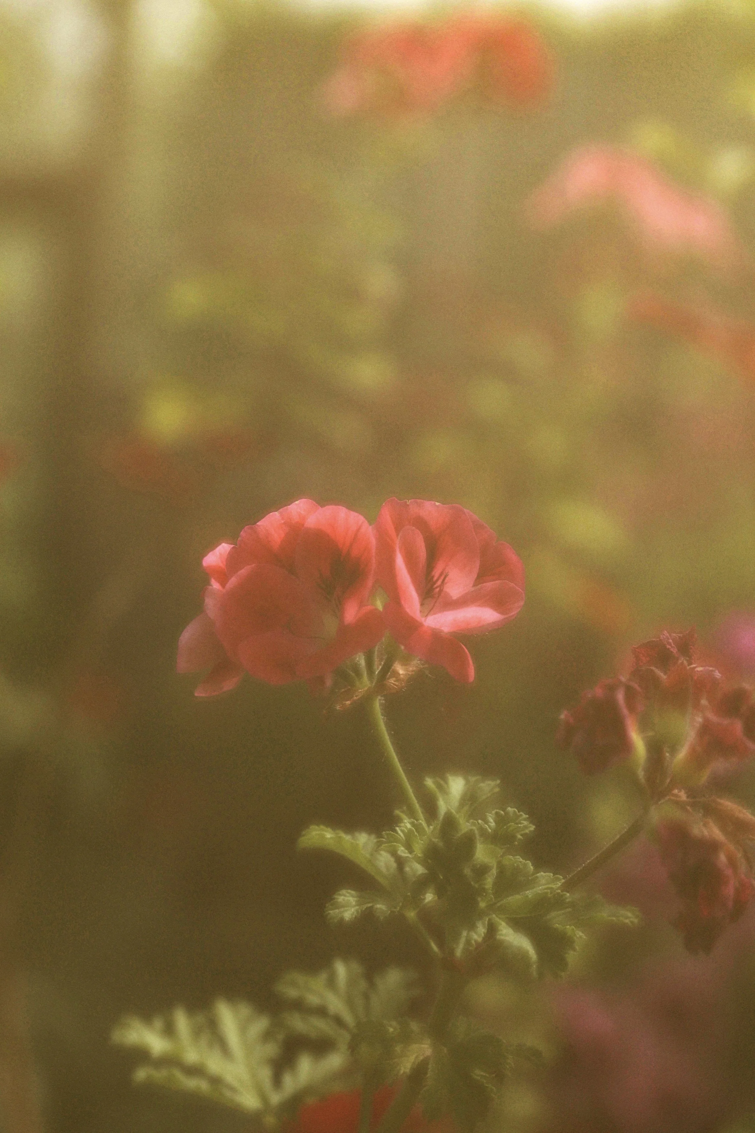 Close-up of pink flowers with a soft, blurry background.