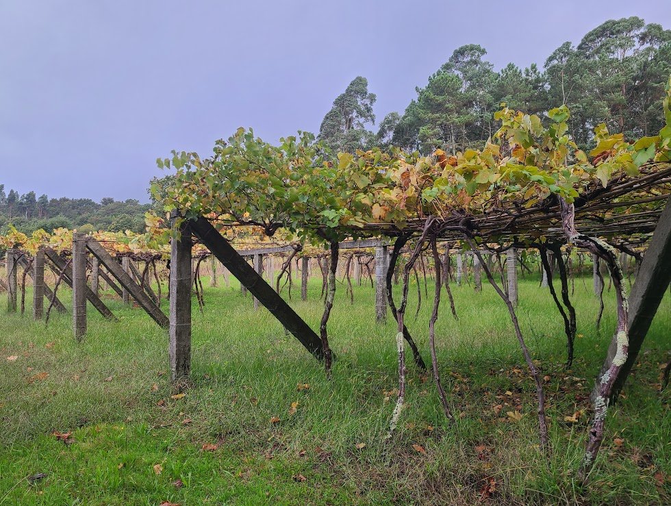 A vineyard with grapevines supported by wooden posts and wires, extending into the distance with trees in the background.