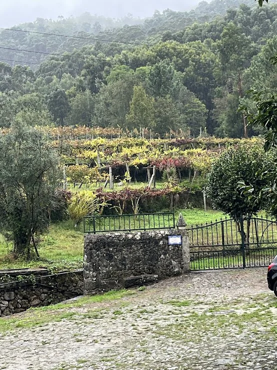 Vineyards with lush green and colorful foliage on terraced hills, gated entrance with stone wall, cobblestone driveway, and forested mountains in the background.