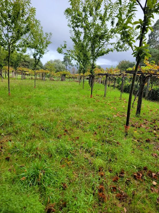 An orchard with green grass, small trees, and wooden supports under cloudy sky.