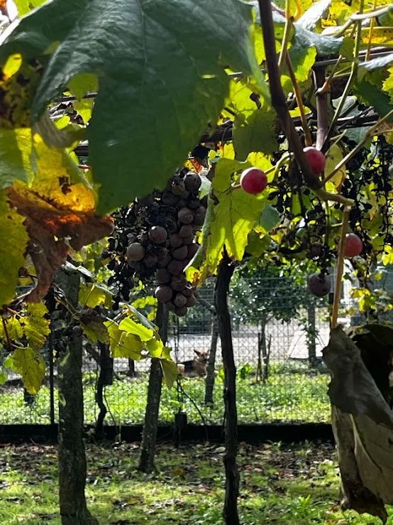 Close-up of grapevine with ripening purple grapes in a vineyard.
