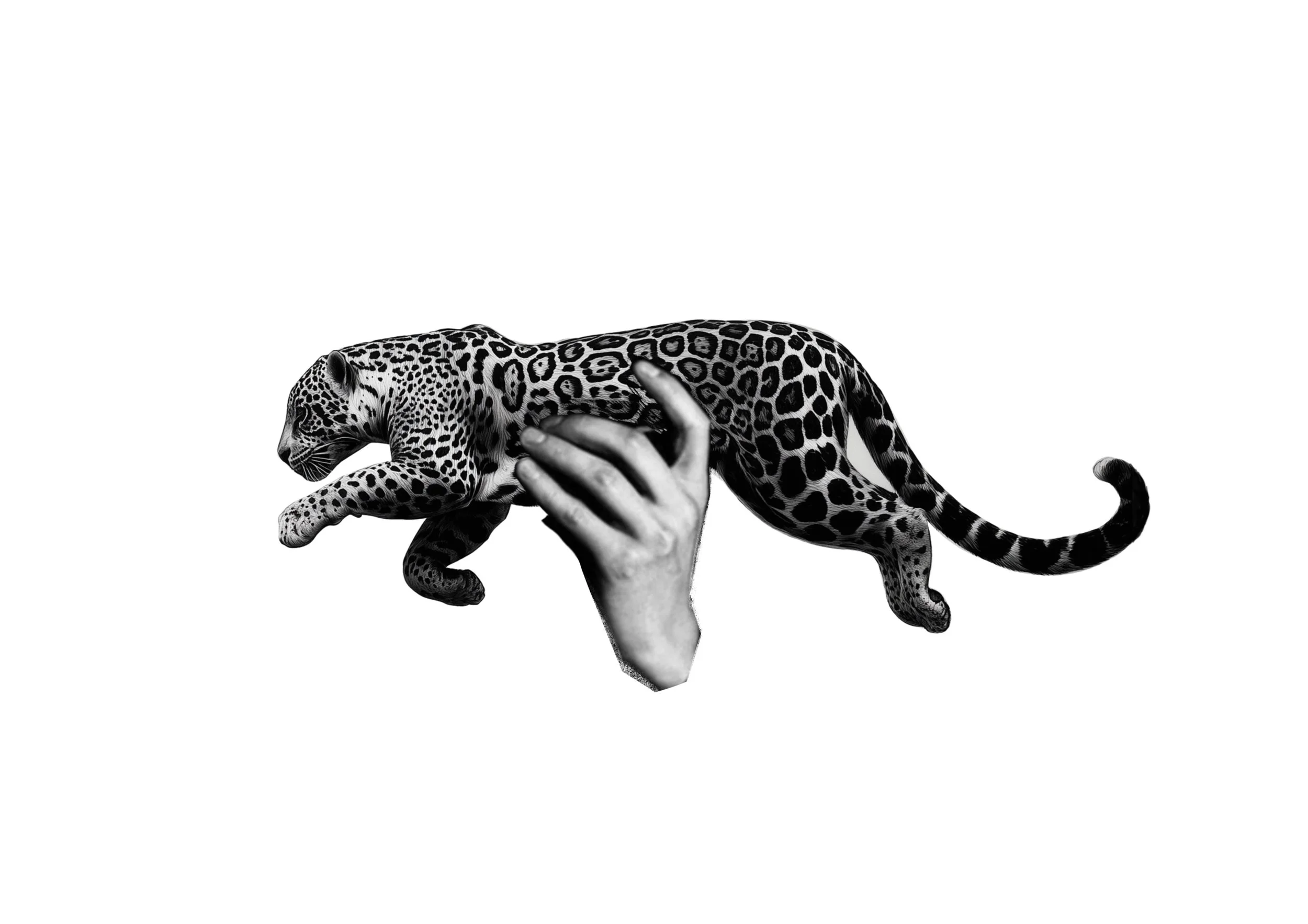 Black and white photo of a person holding a leopard walking across their arm.