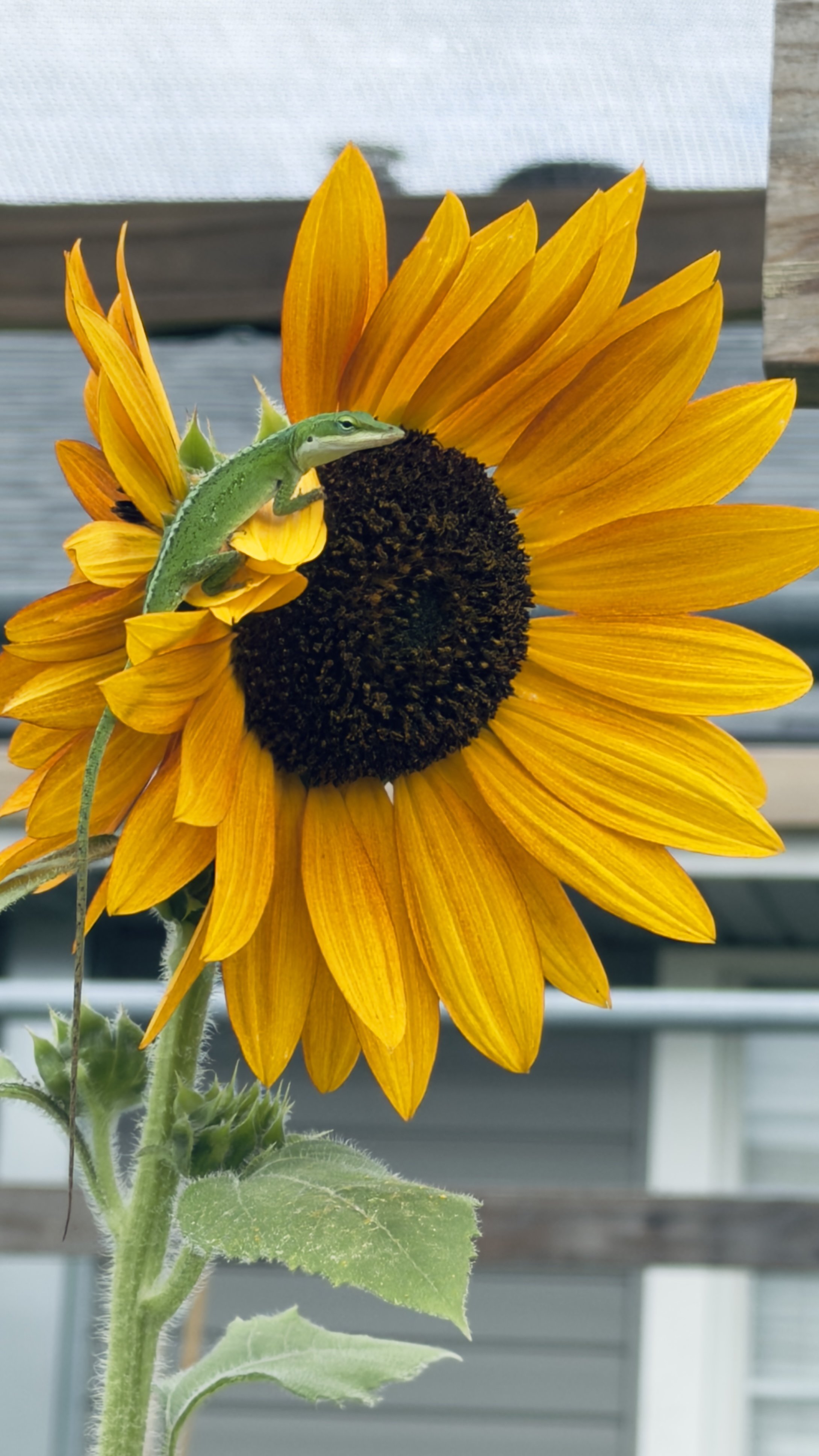 A green lizard on a sunflower with bright yellow petals and a dark brown center.