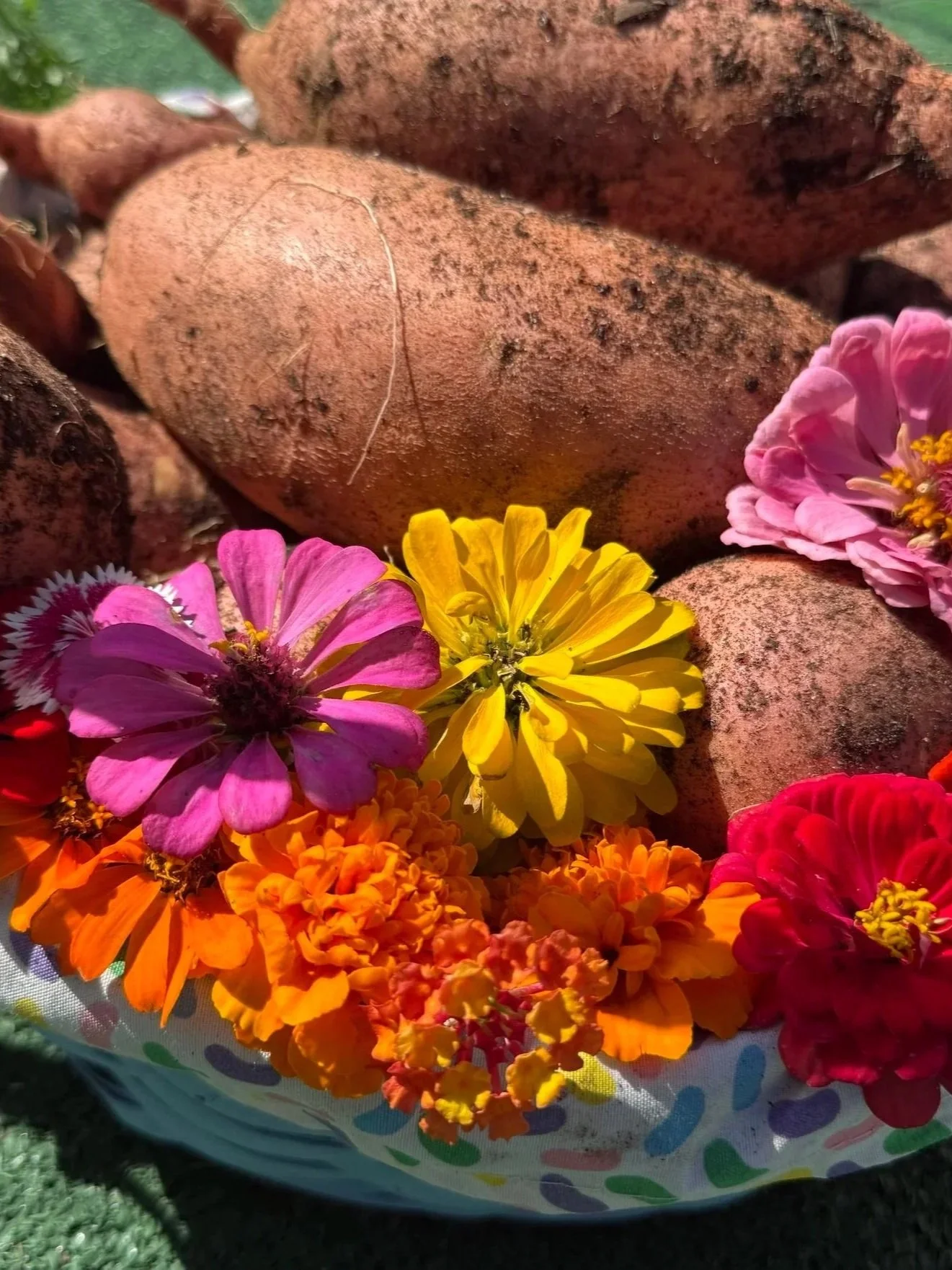Sweet potatoes with colorful flowers around them, outdoors on a sunny day.