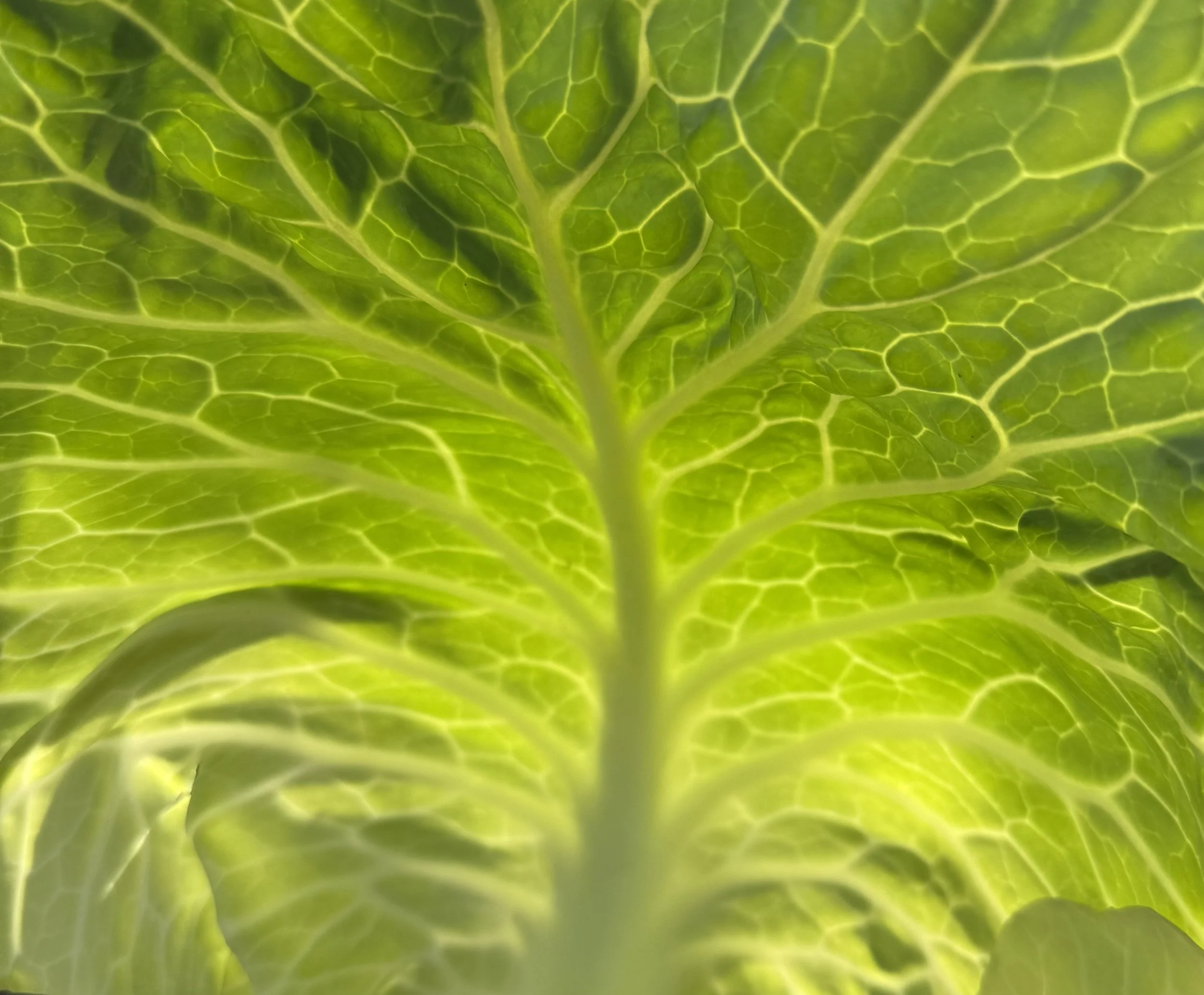 Close-up of a green leaf showing intricate vein patterns.