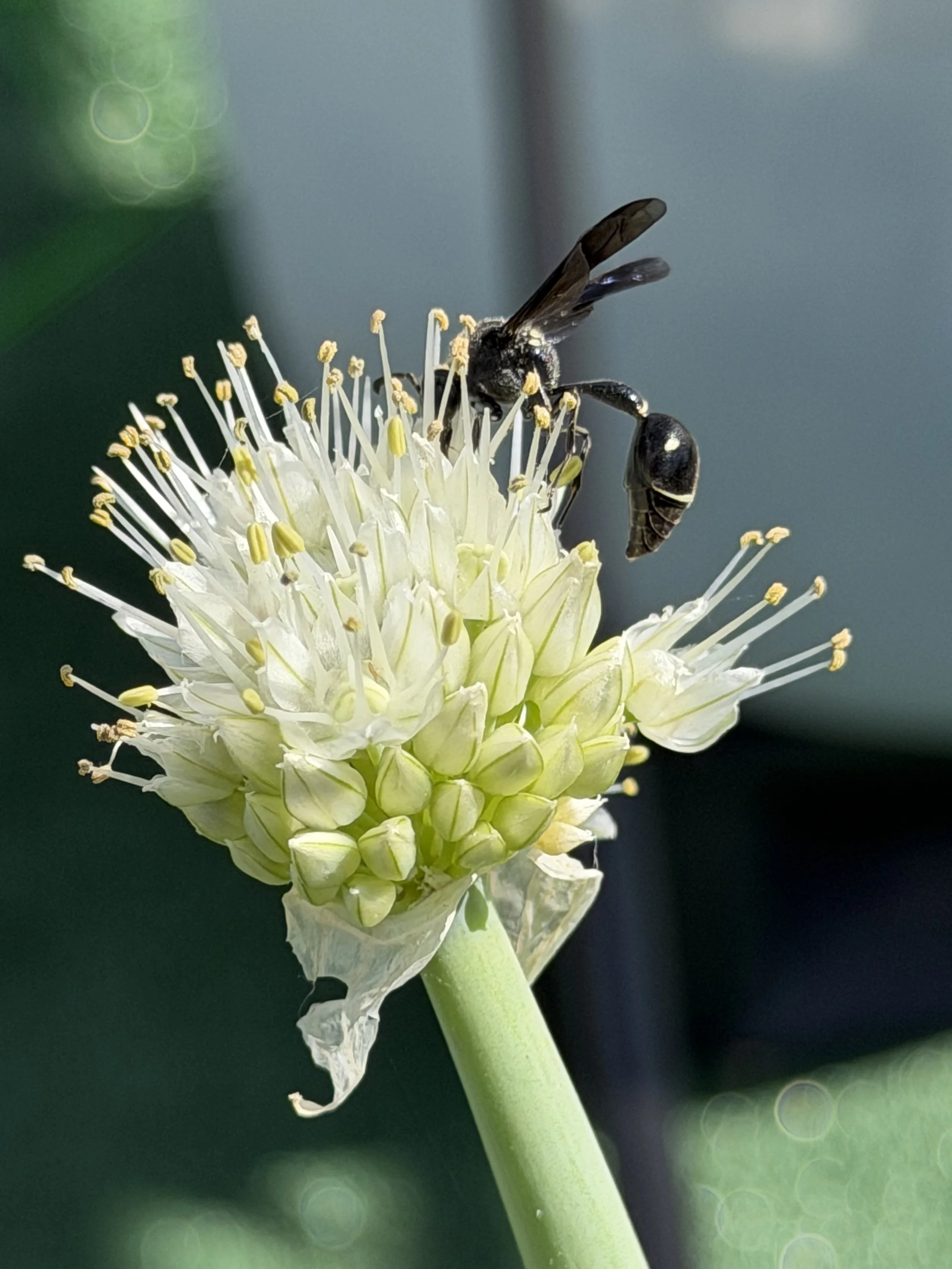 Close-up of a black bee collecting nectar from a white flower with many stamens.