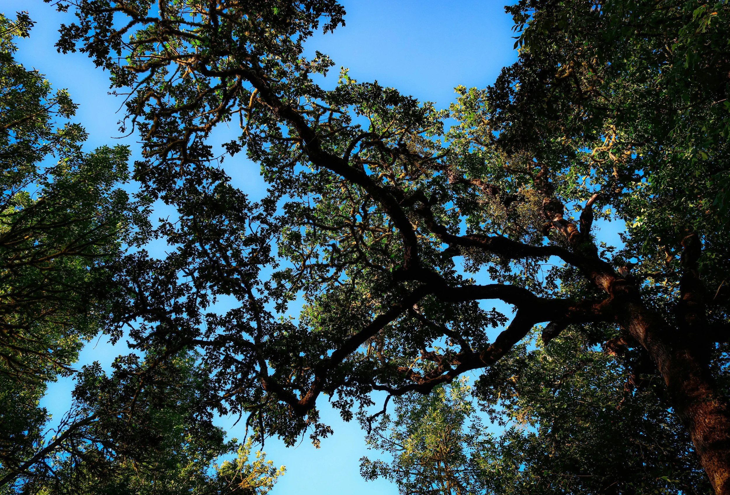 Looking up at trees with green leaves against a clear blue sky.