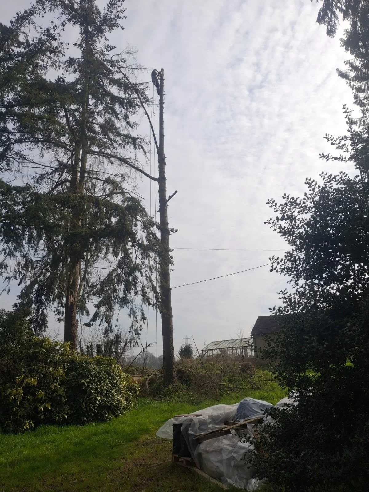 Tree removal in Buxted