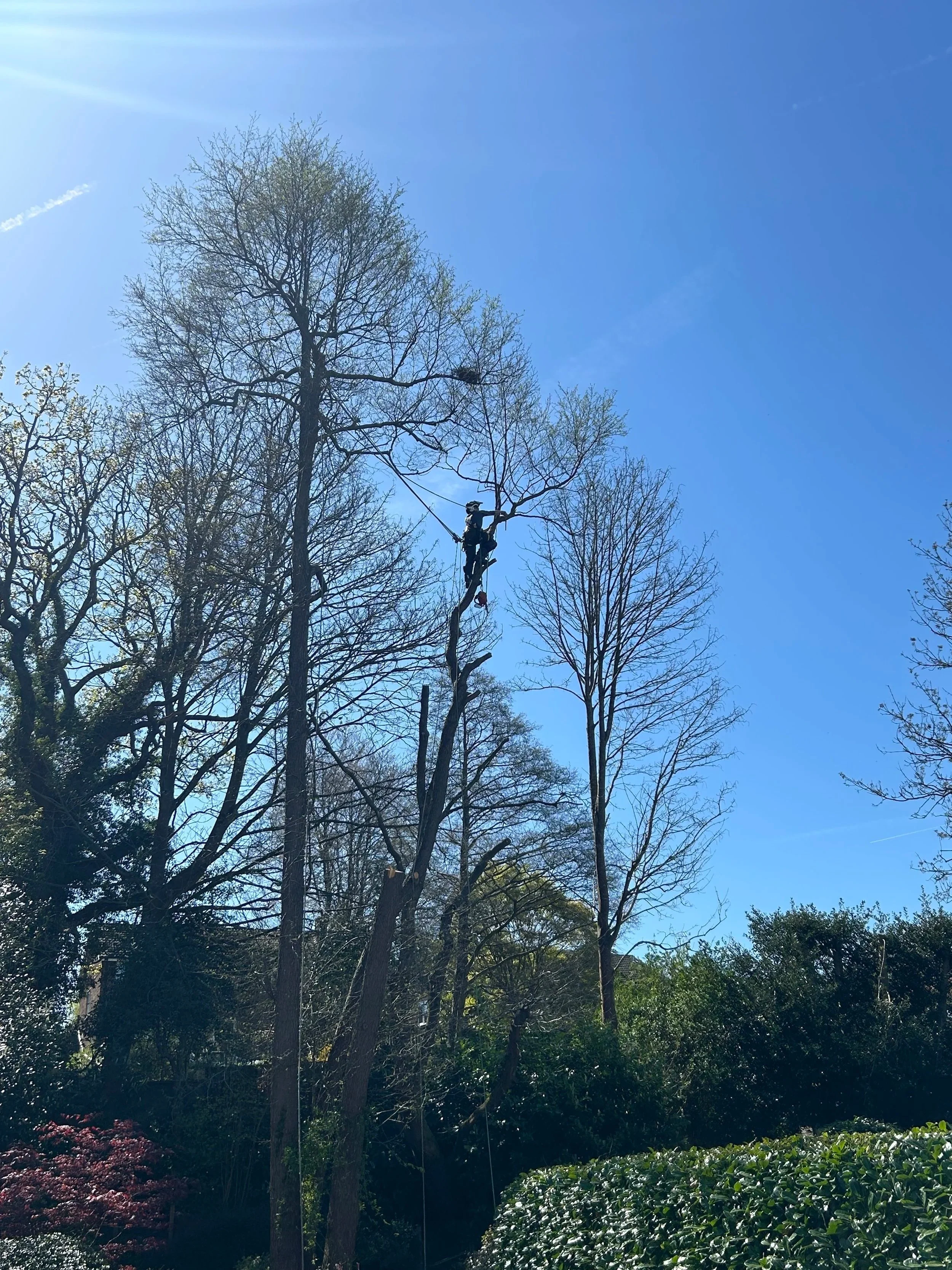 Tree trimming or pruning performed by a person wearing safety gear, including a helmet and harness, high in a tall tree with a blue sky background.