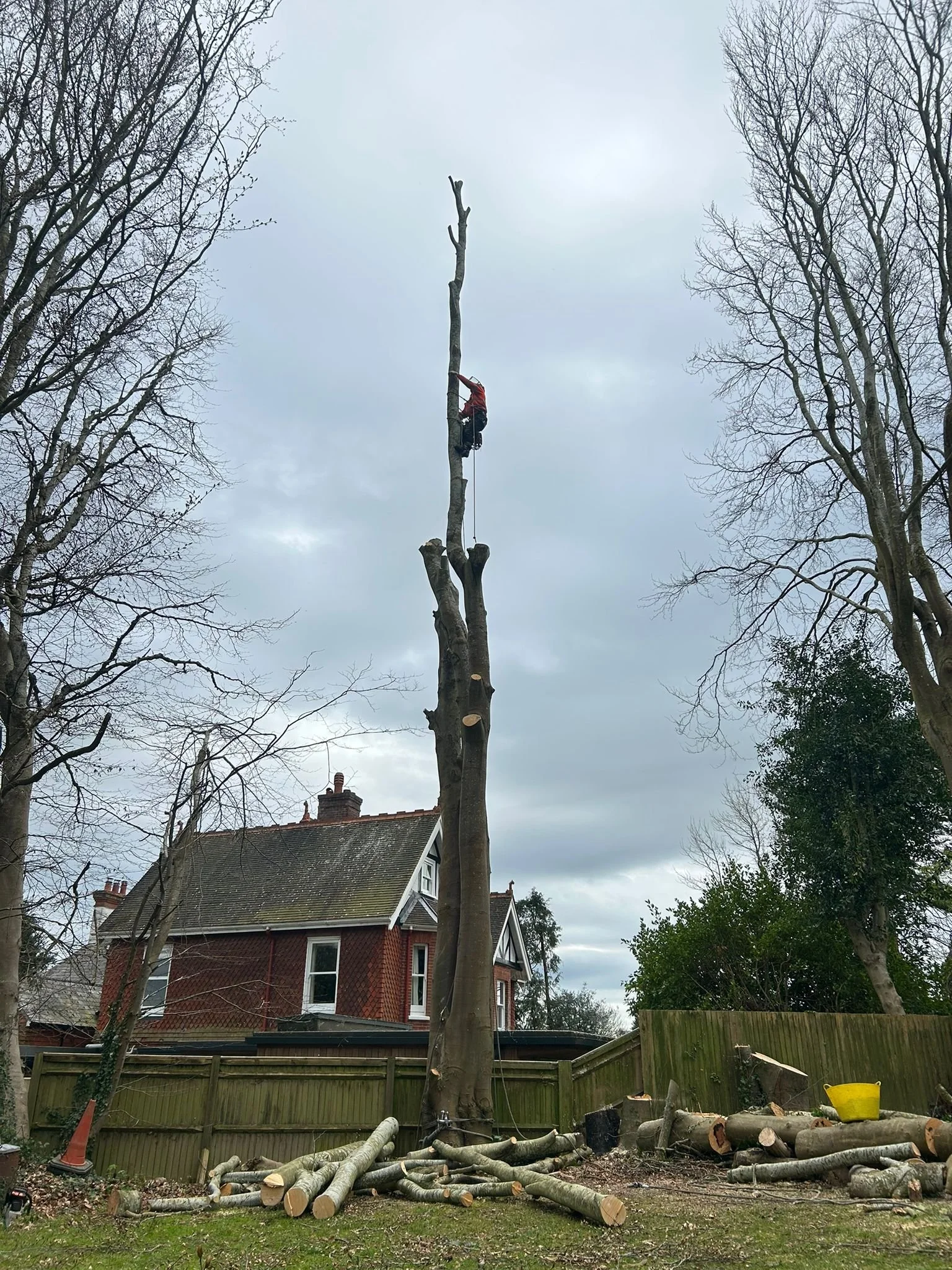 Beech tree removals in Haywards Heath