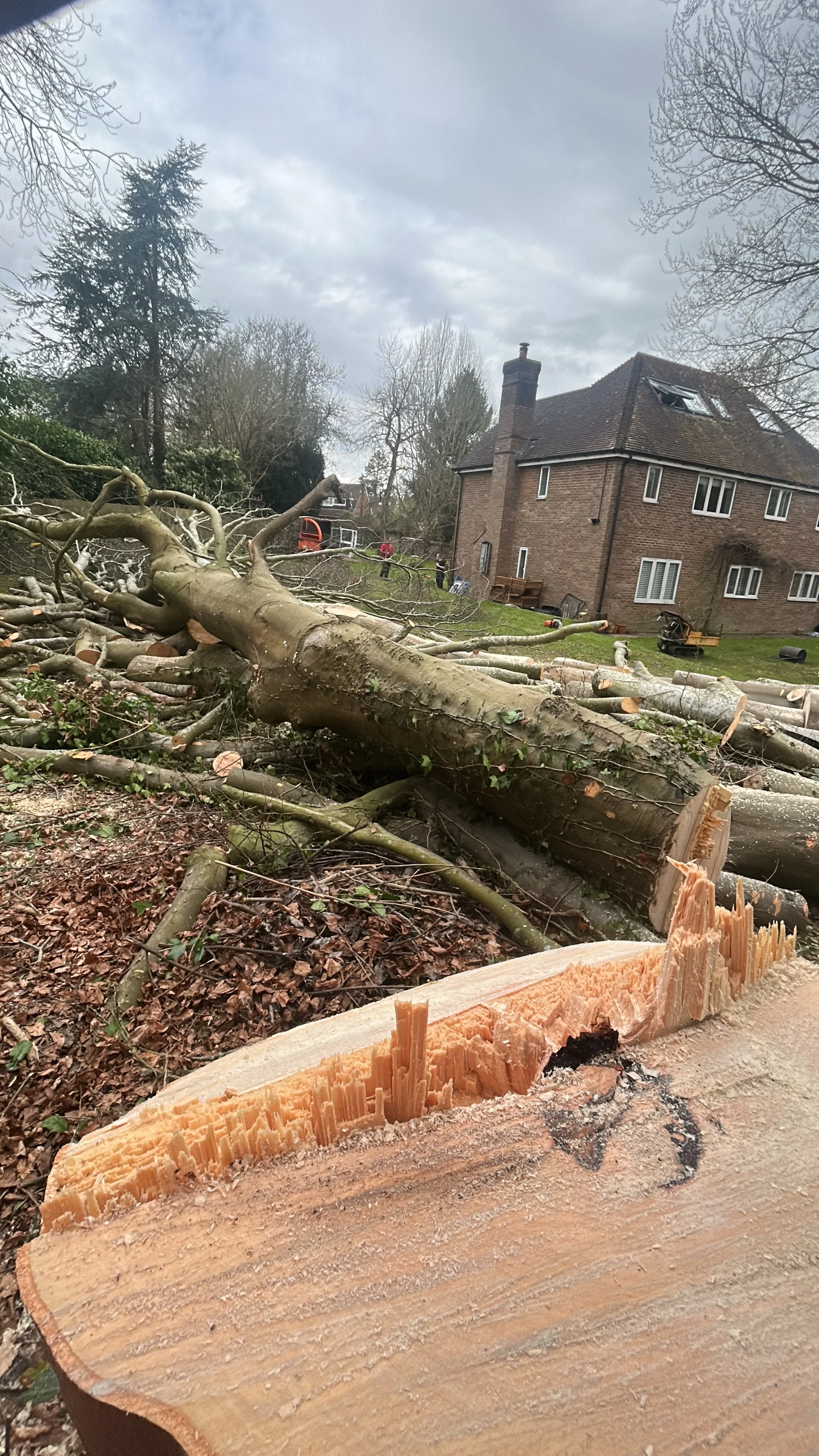 Tree removal after storm in Heathfield