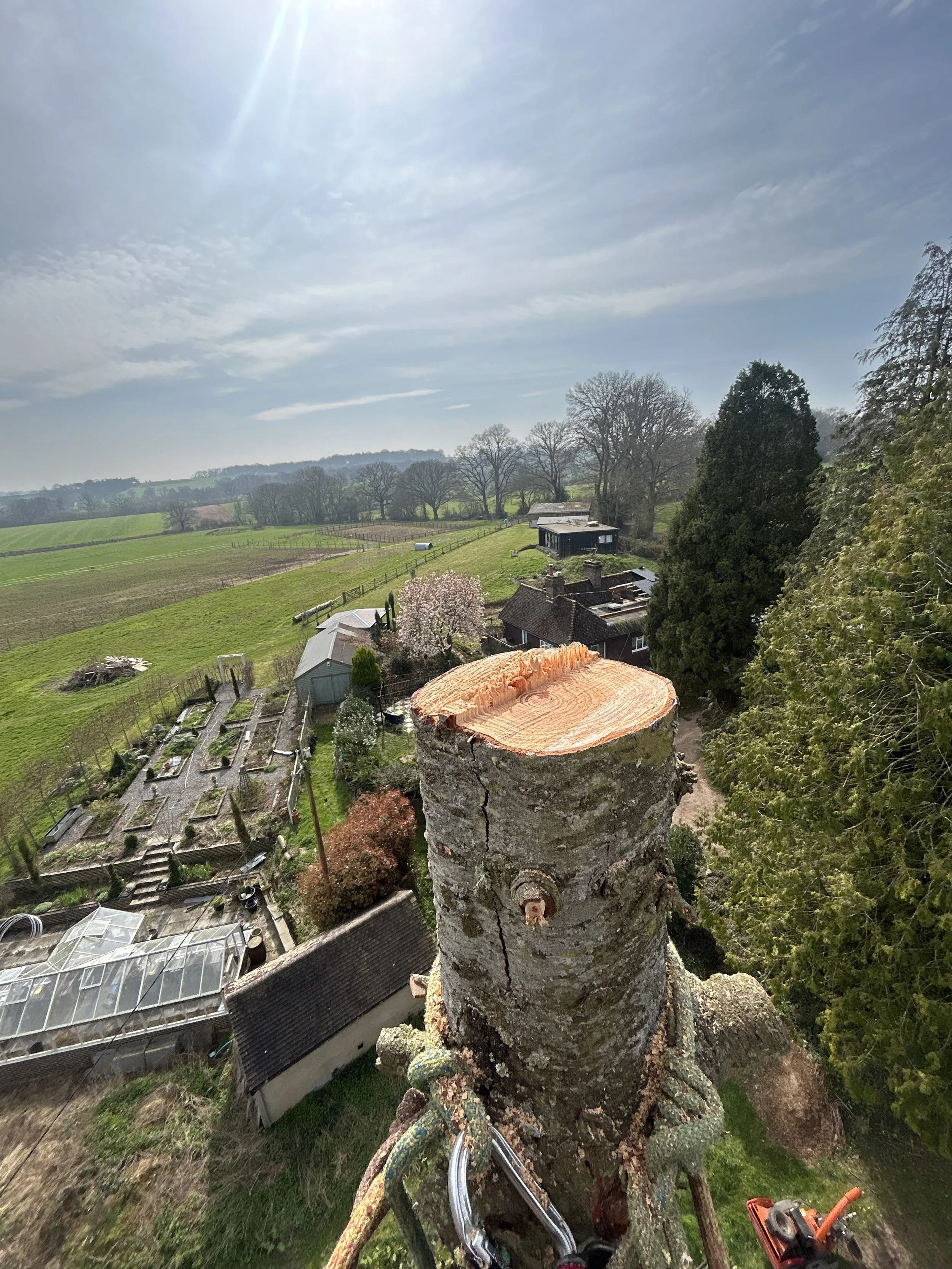 Pine Tree removal in Chiddingly