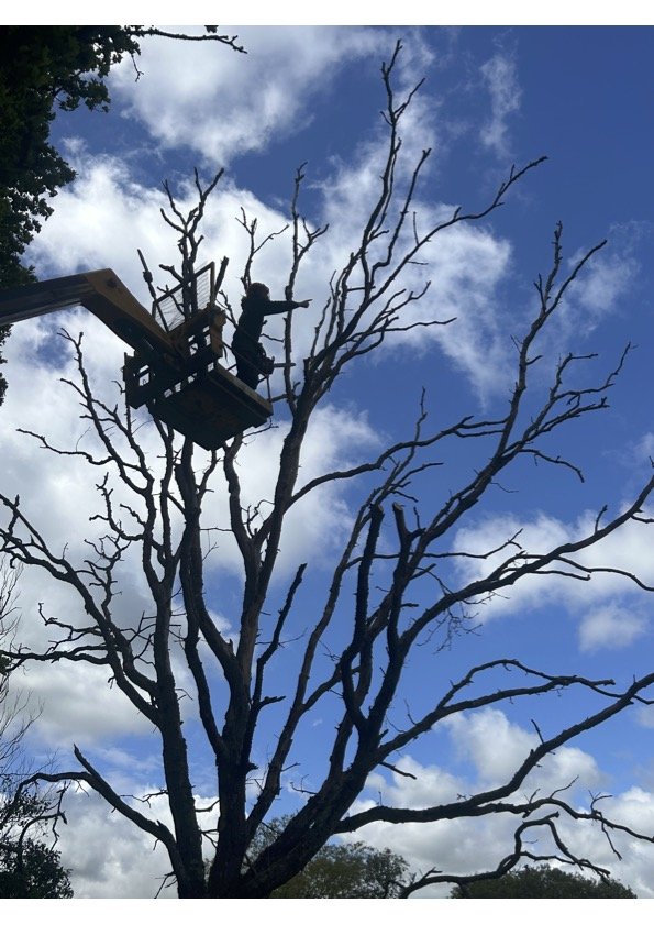 Dead oak Tree in Hailsham