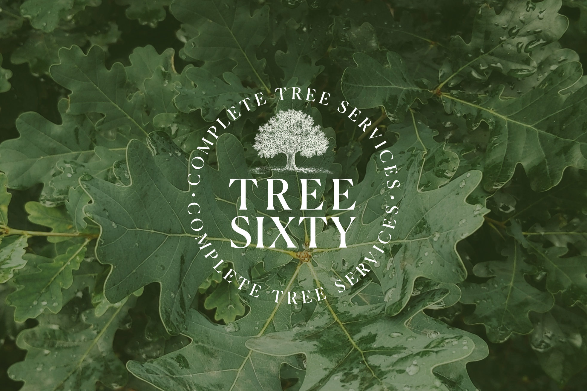 Close-up of green oak leaves with water droplets and a logo for Tree Sixty offering complete tree services.
