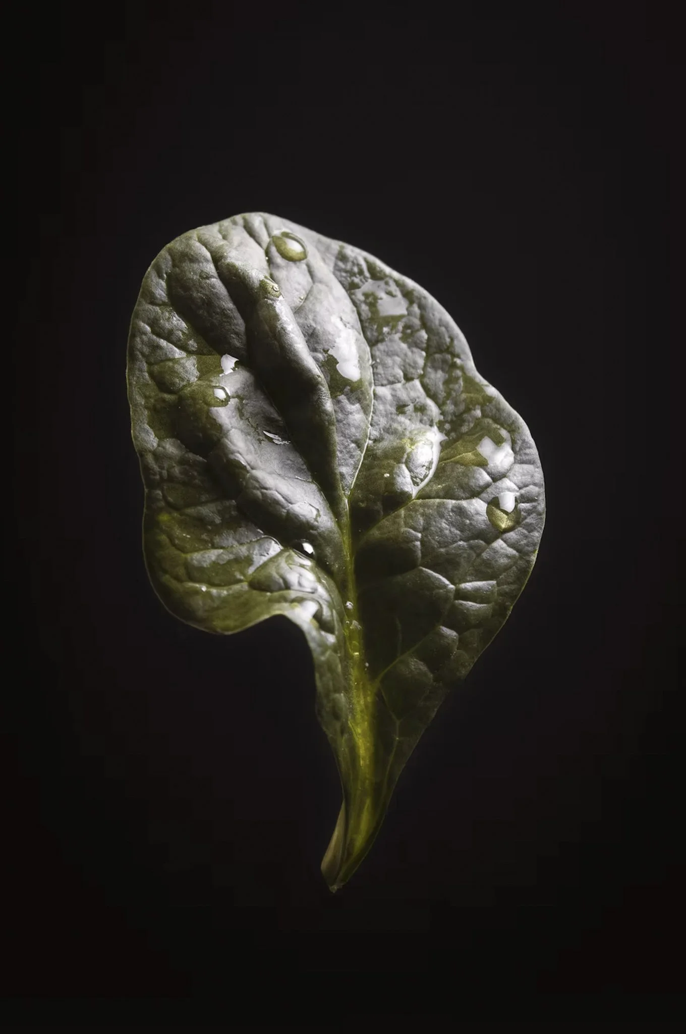 Spinach2.jpg