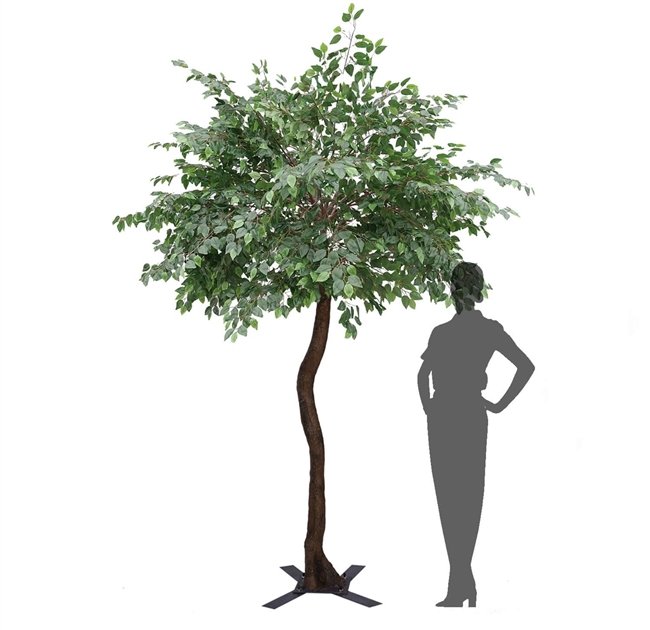 Fig_tree-4T.jpg